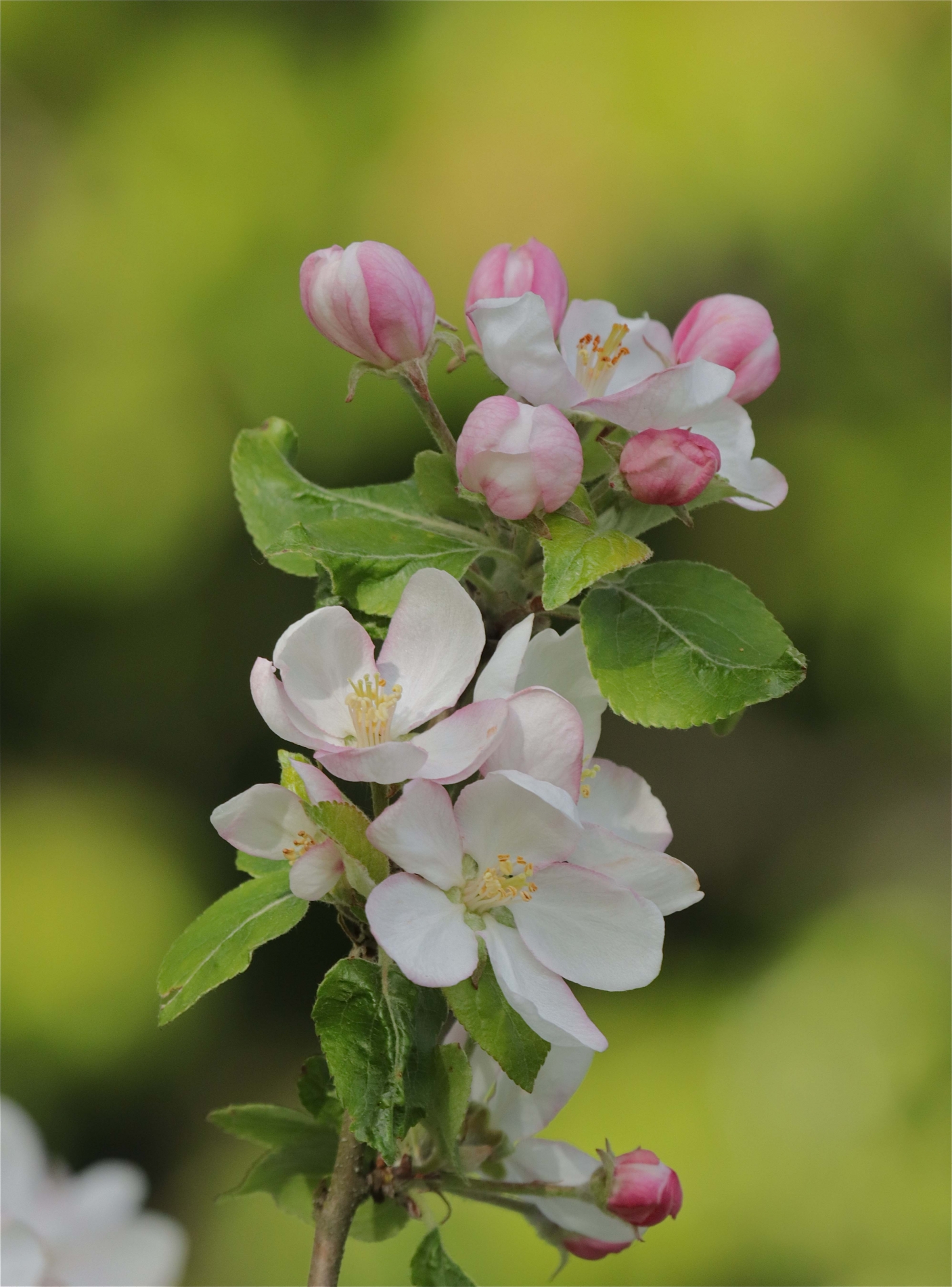 Rhoen-Apfelblüte_8256_1