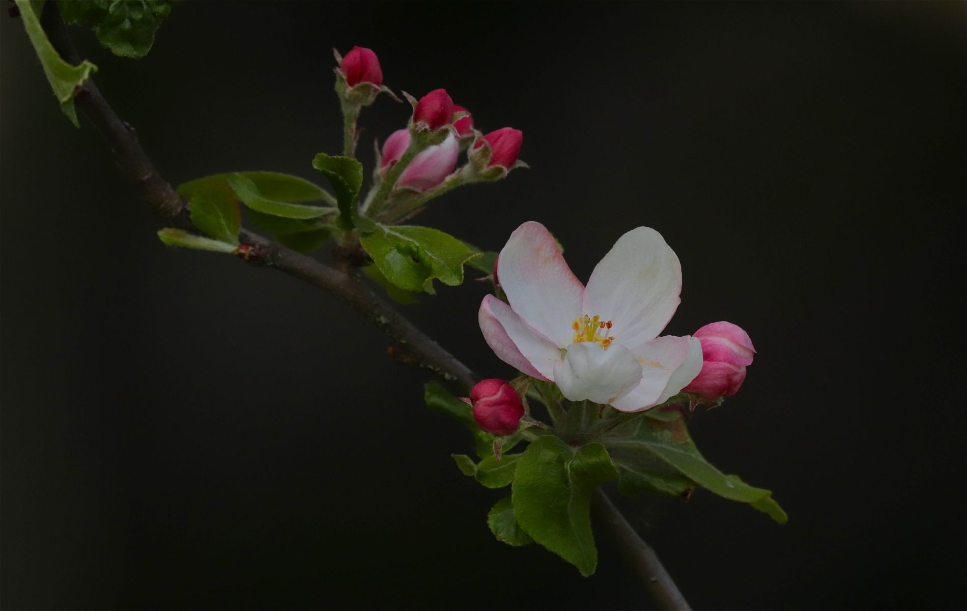 Rhoen-Apfelblüte_8262_1