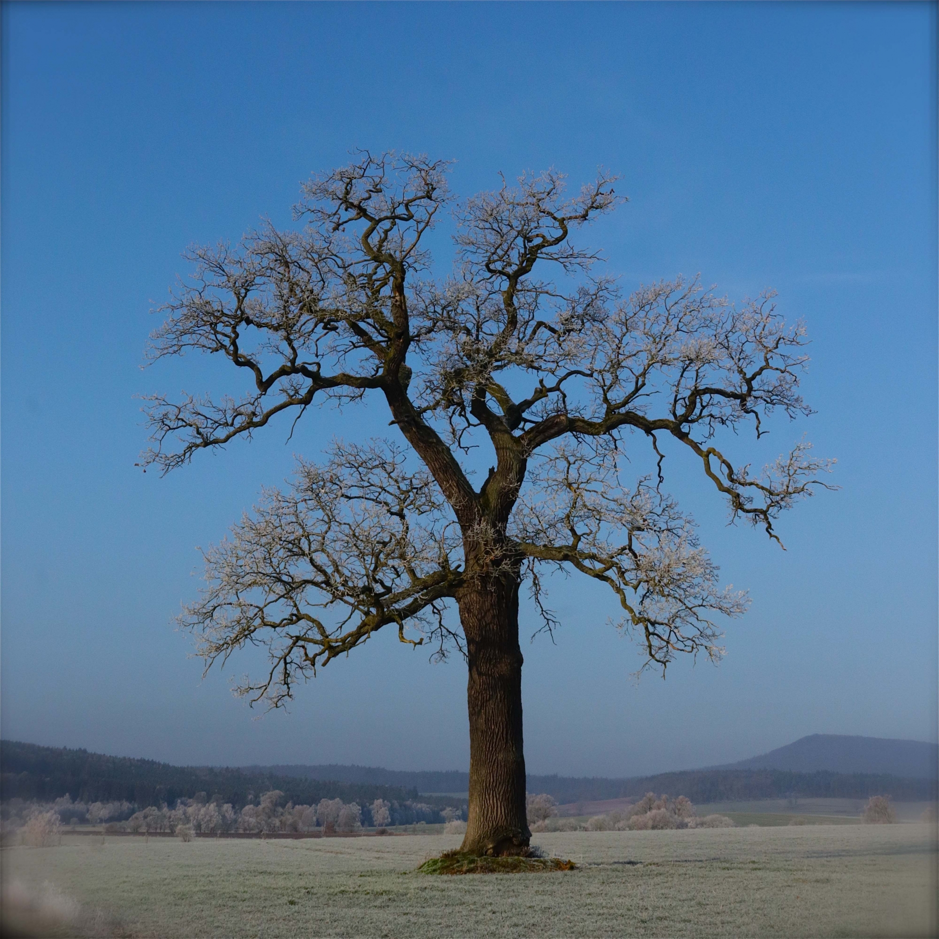 Eiche bei Hermannsfeld_7937