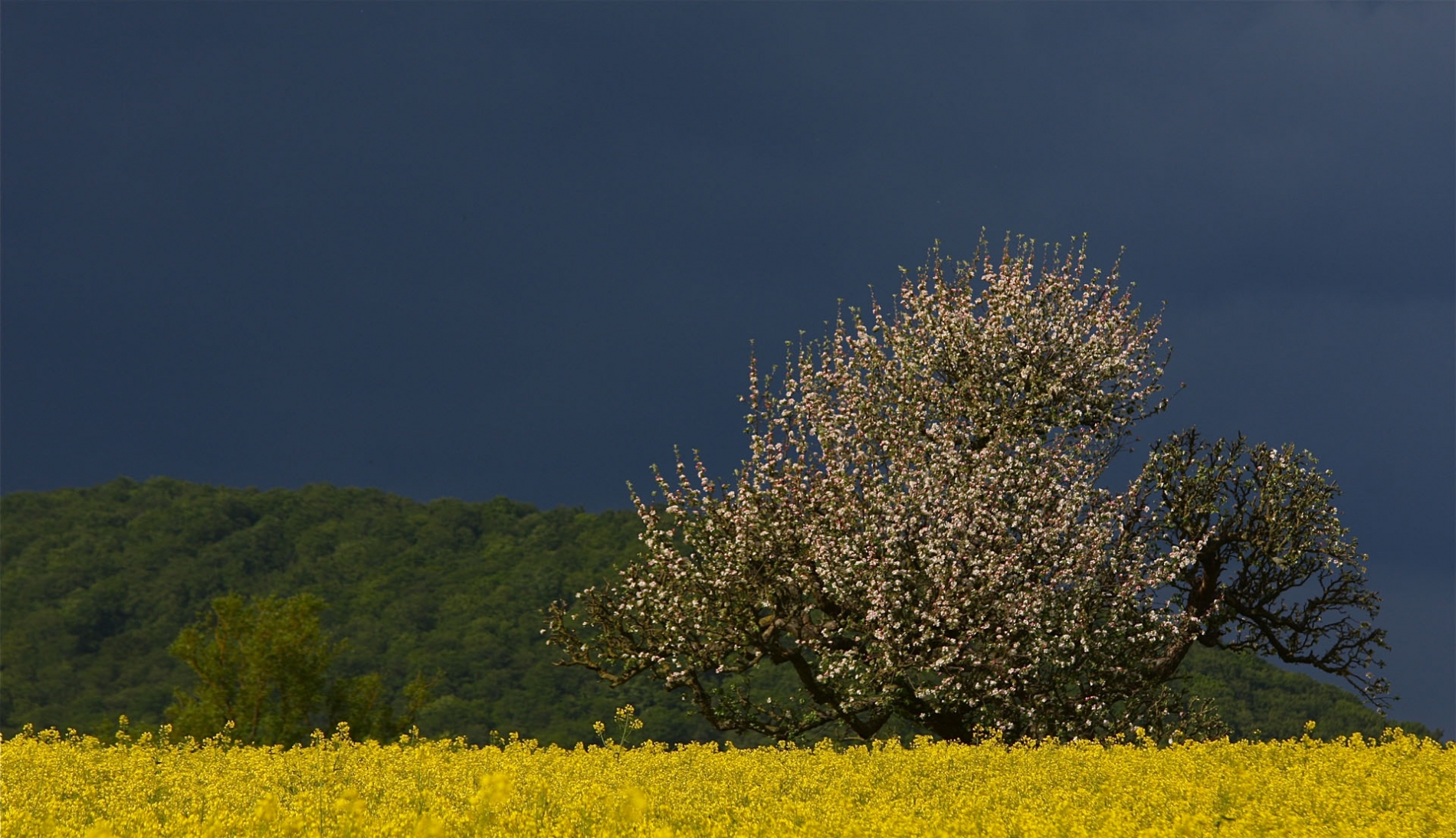 rhoen-apfelbaum_7083_20181220_2042285623