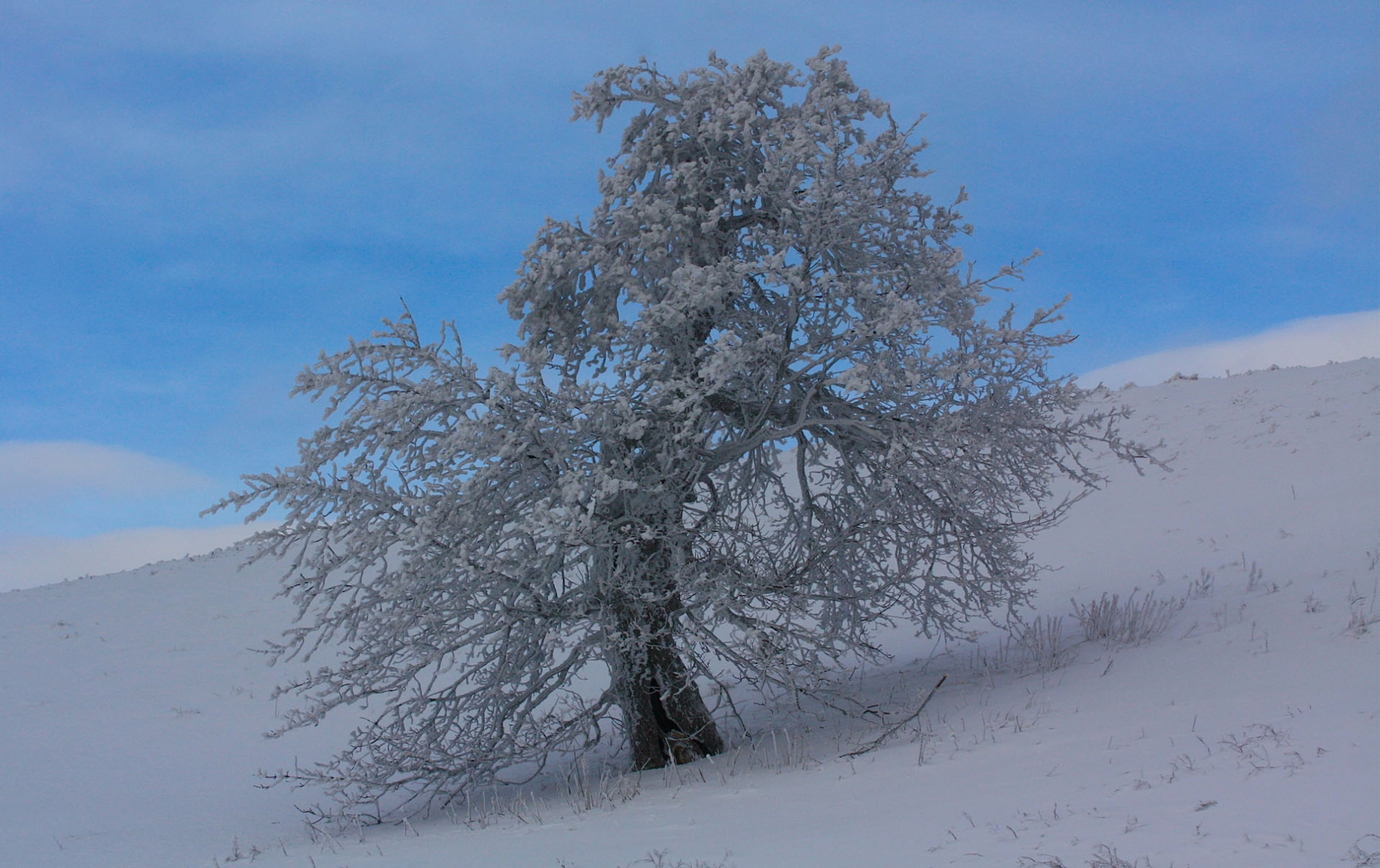 rhoen-bergahorn_2703_20181218_1283569708