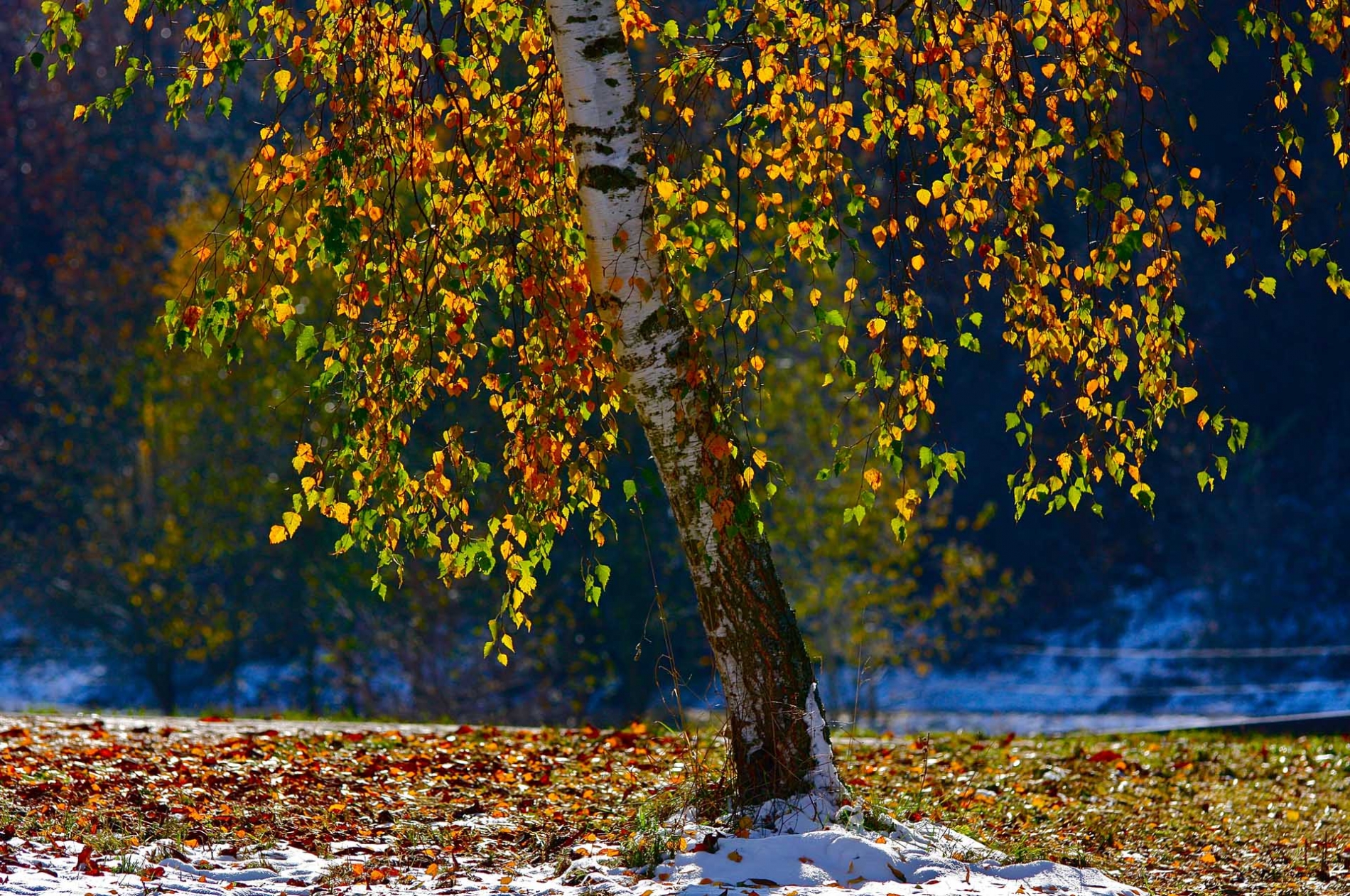 rhoen-birke_2443_20181218_1345132550