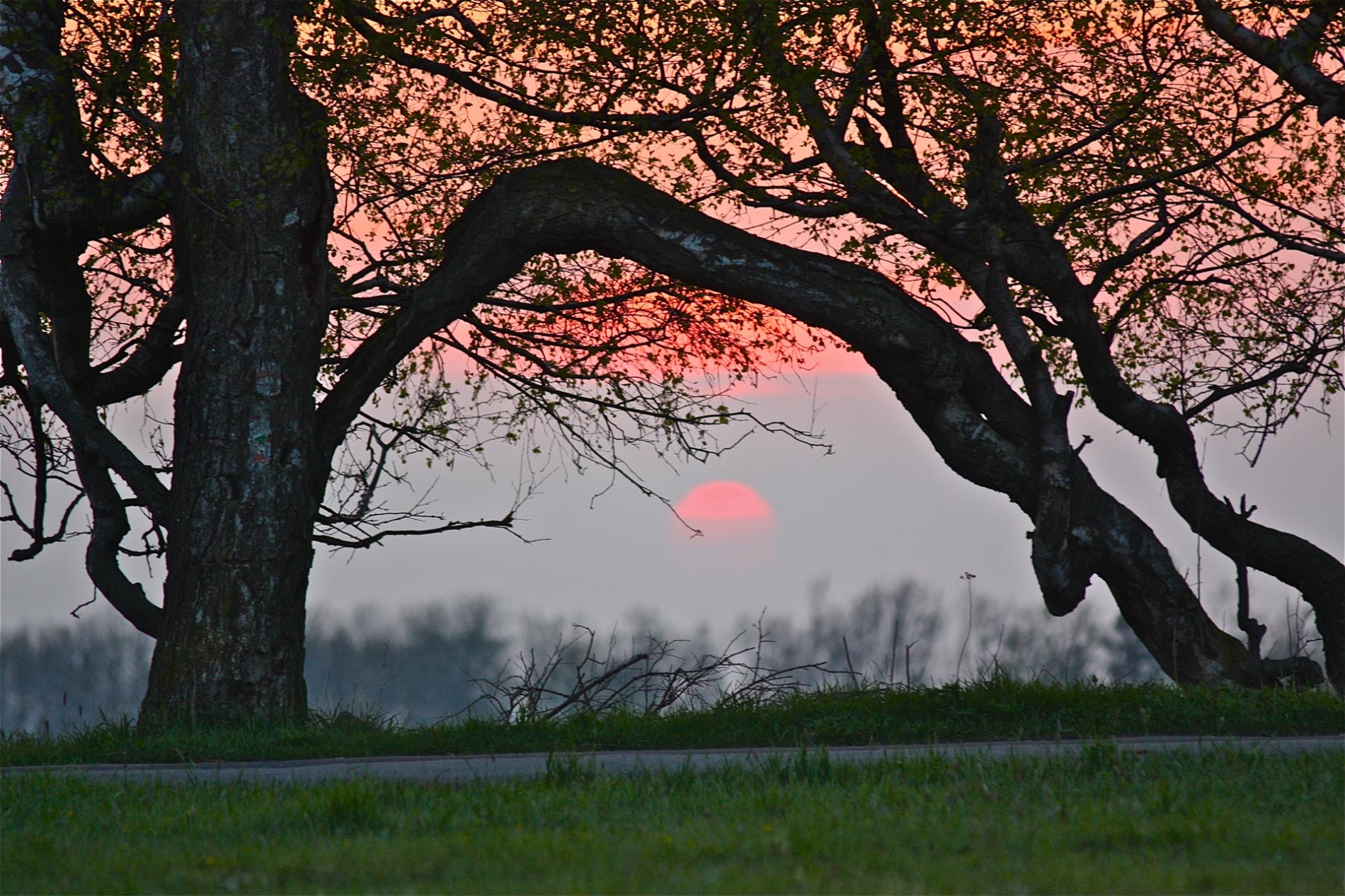 rhoen-birke_3181_20181220_1071091779