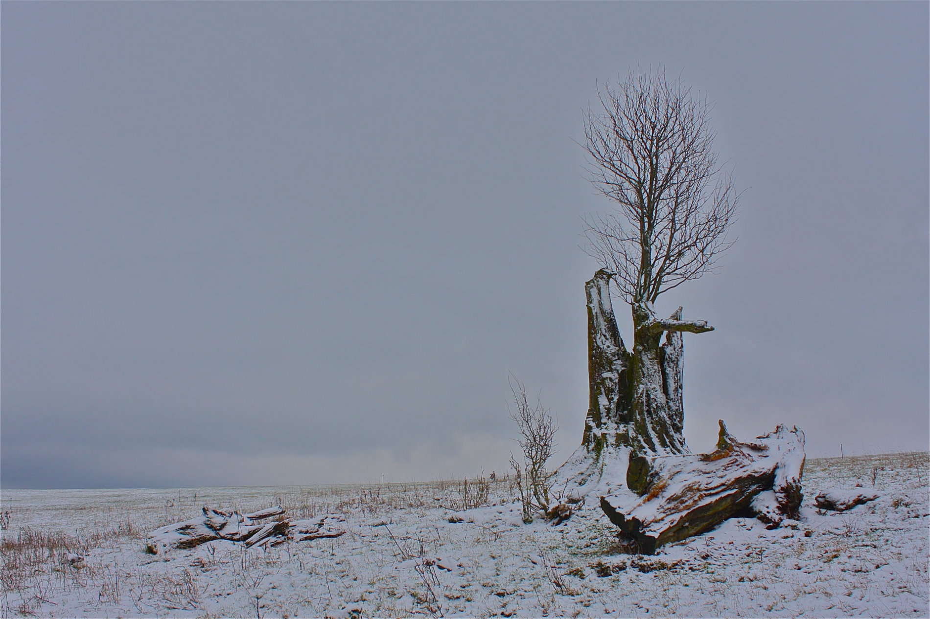 rhoen-eberesche_9583_20181220_1036754400