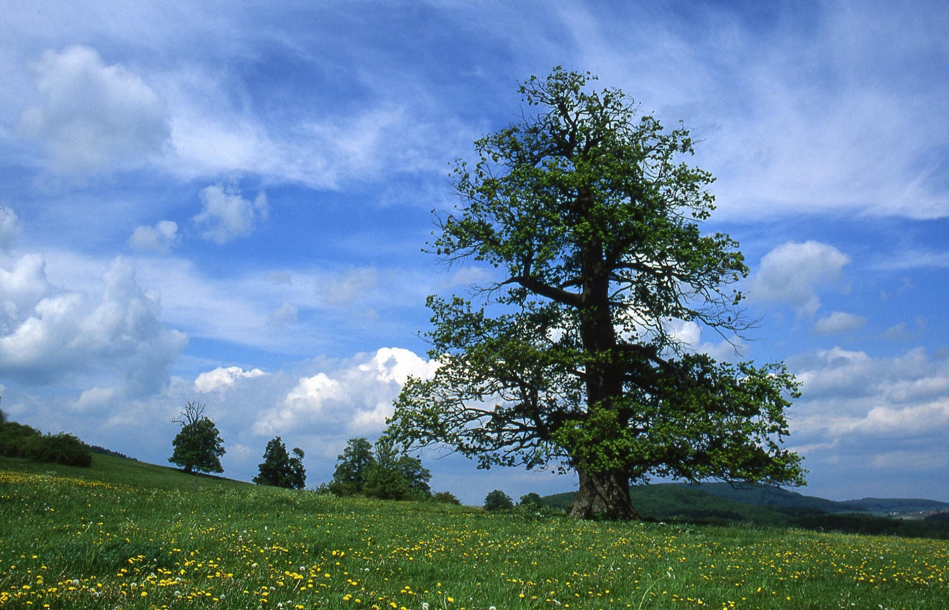 rhoen-eiche_0130_20181219_1662807264