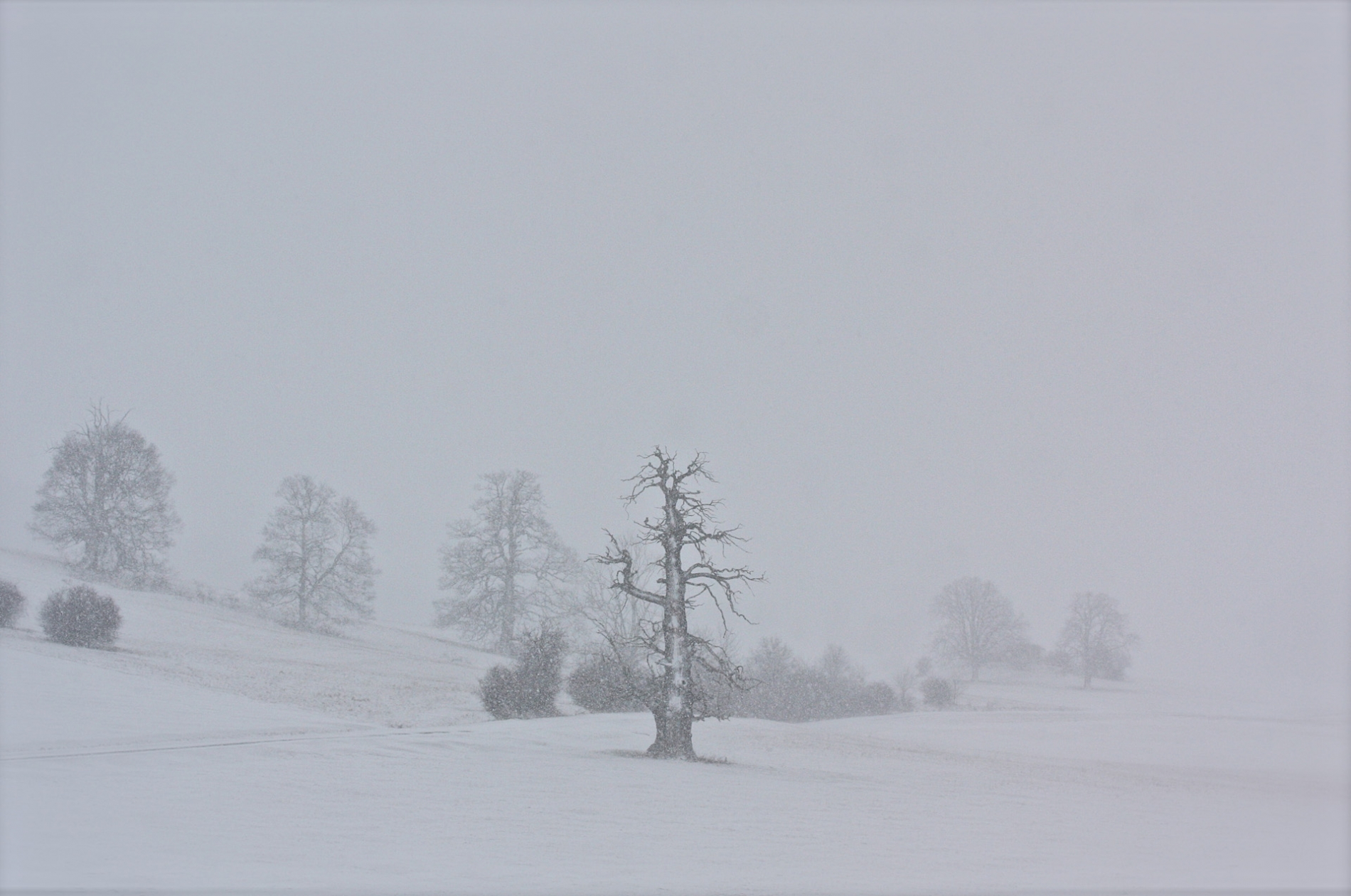 rhoen-eiche_1250_2_20181219_1285372901