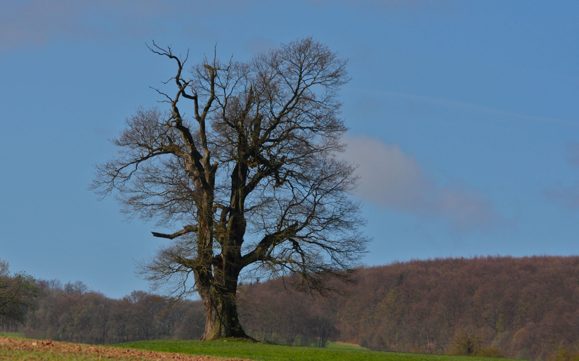 rhoen-eiche_2299_20181219_1084799567