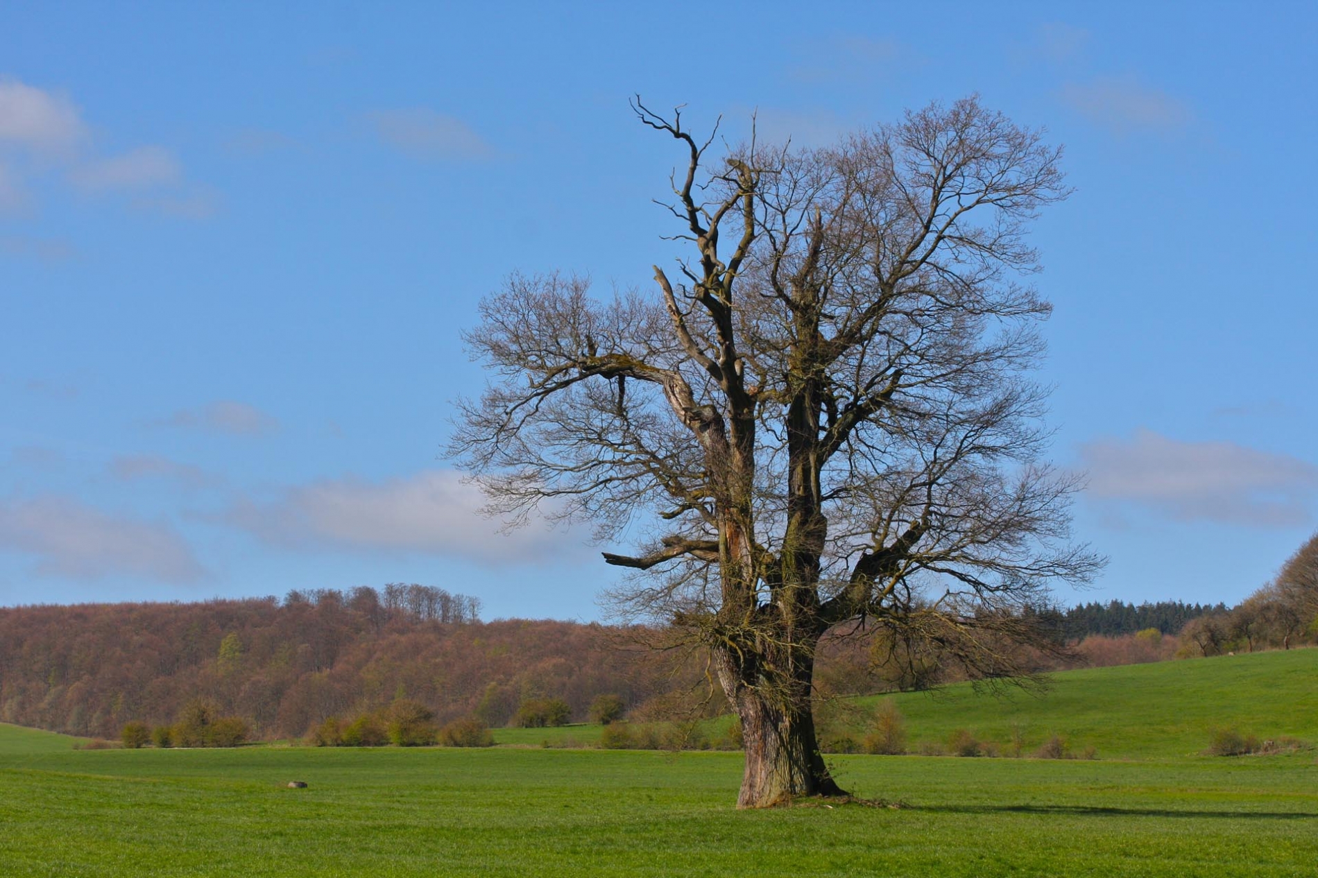 rhoen-eiche_2305_20181220_1791297340