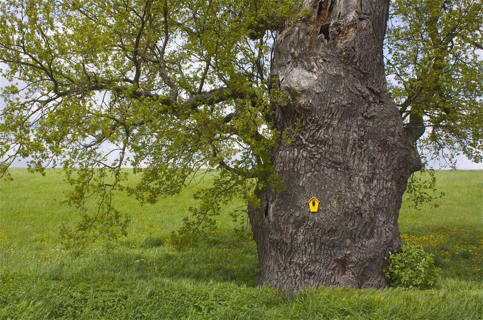 rhoen-eiche_8010_20181224_1712702902