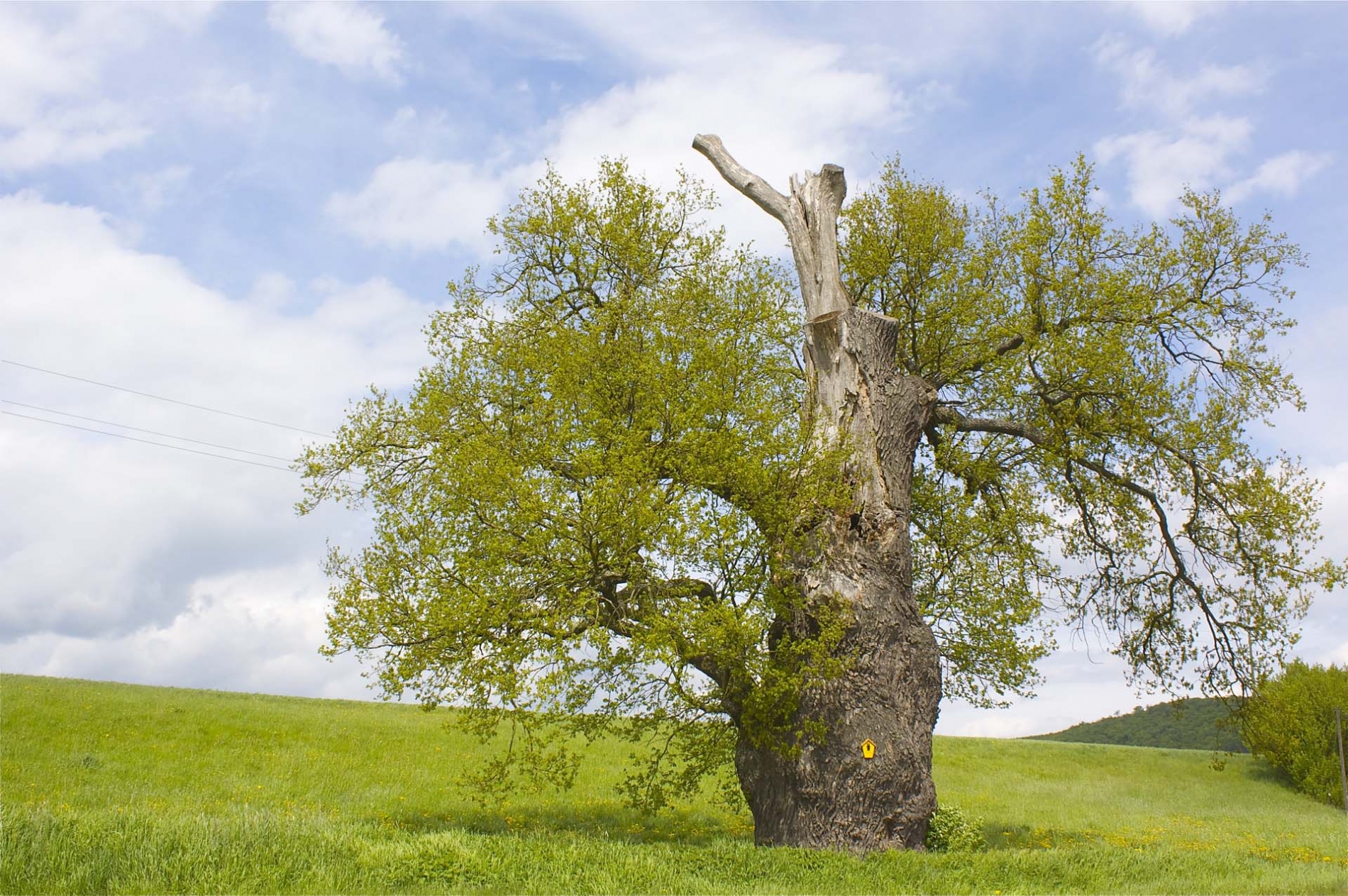 rhoen-eiche_8031_20181224_1120214439