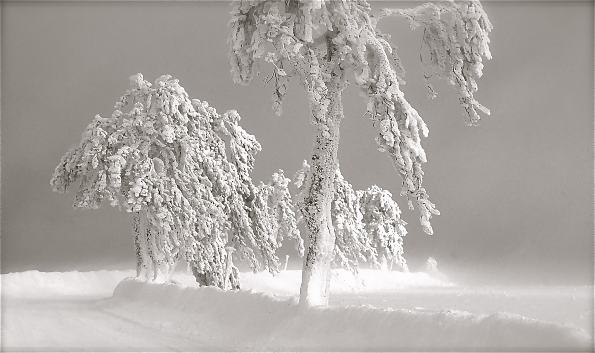 rhoen-eschen_0786_20181219_1162481931