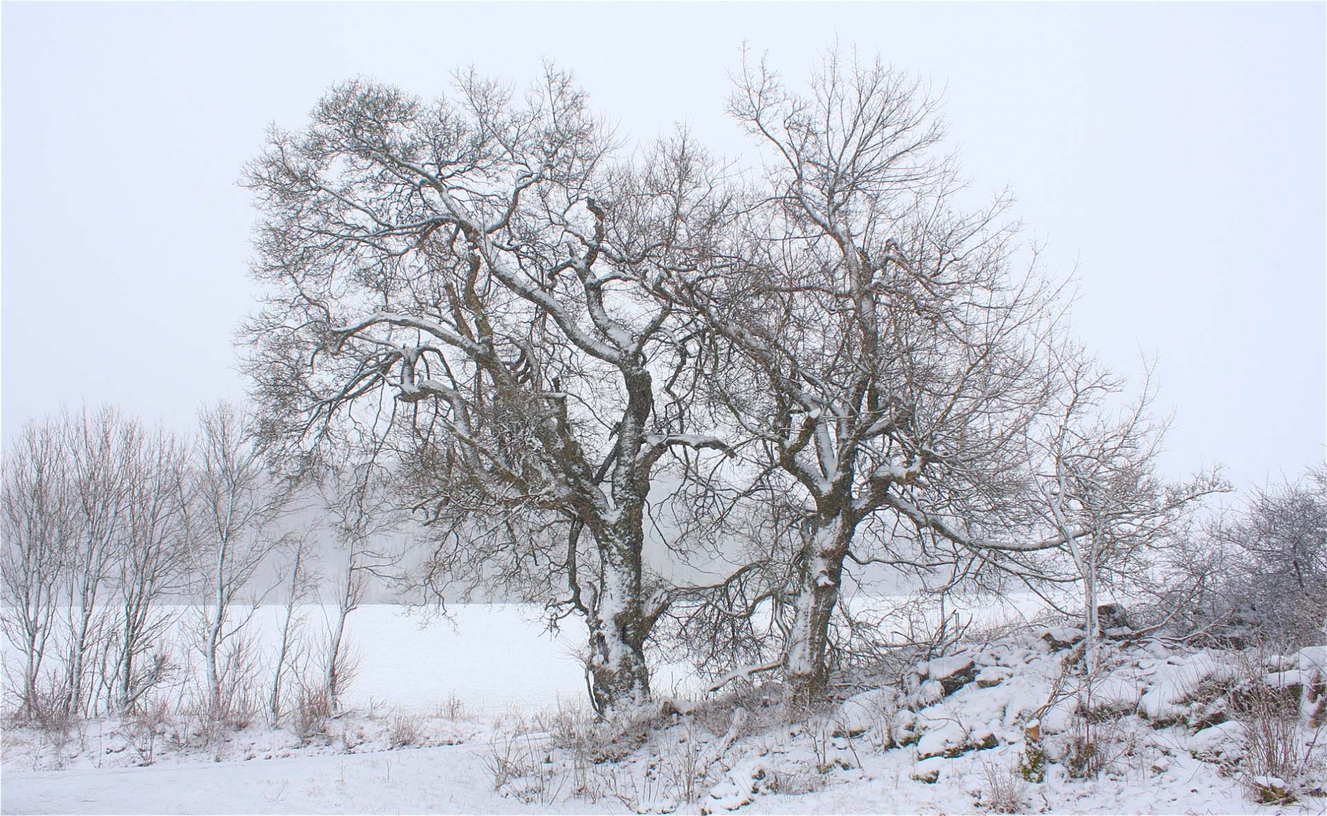 rhoen-feldahorn_9778_20181220_1262346742