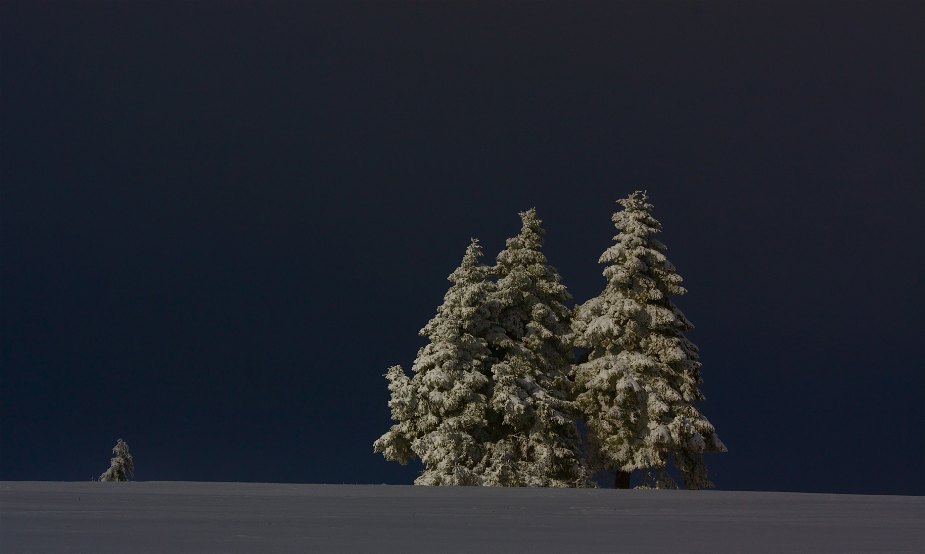 rhoen-fichten_8268_20181220_1714512101