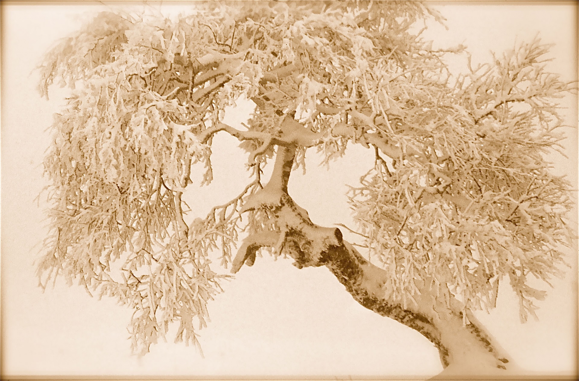 rhoen-karpatenbirke_0878_20181220_1295779957