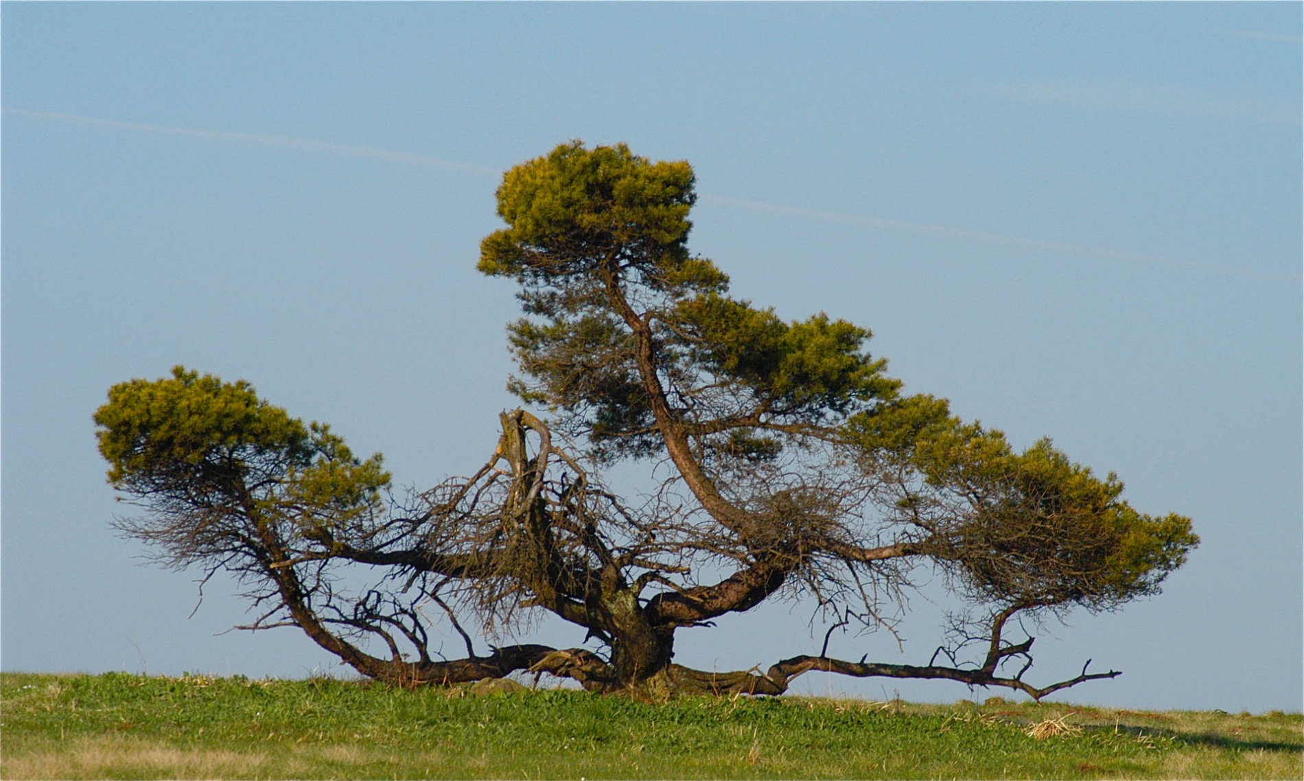 rhoen-kiefer_0097_20181220_1740995440