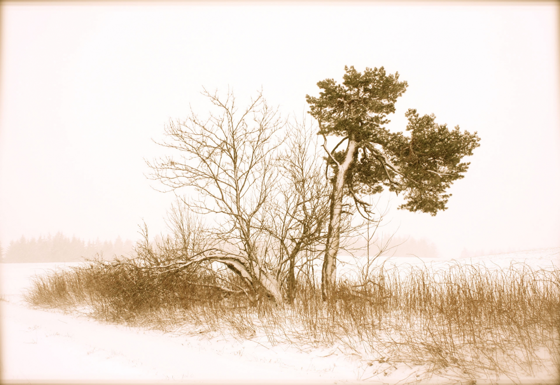 rhoen-kiefer_9655_20181219_1518375763