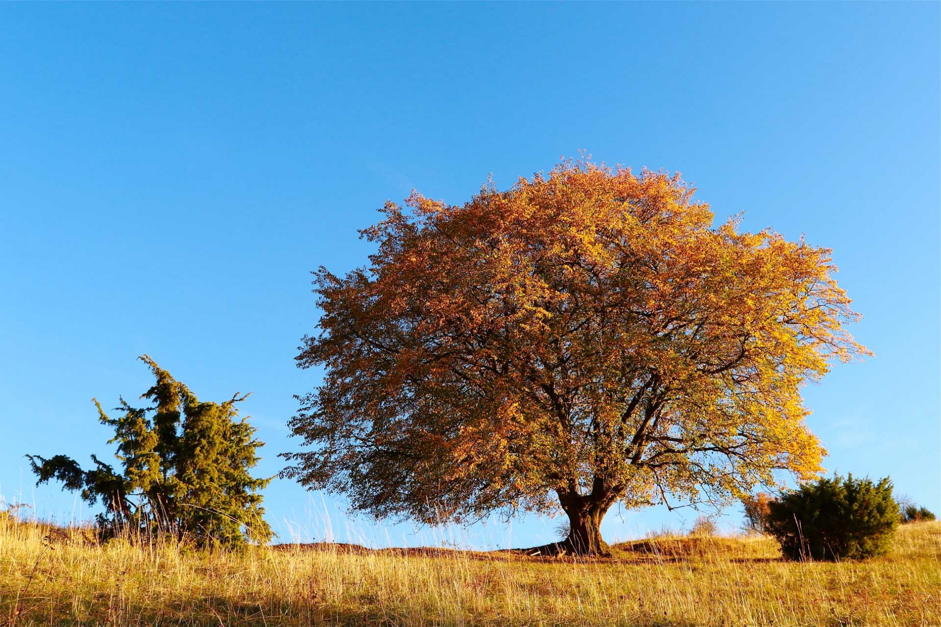 rhoen-linde_2976_20181220_1122567531