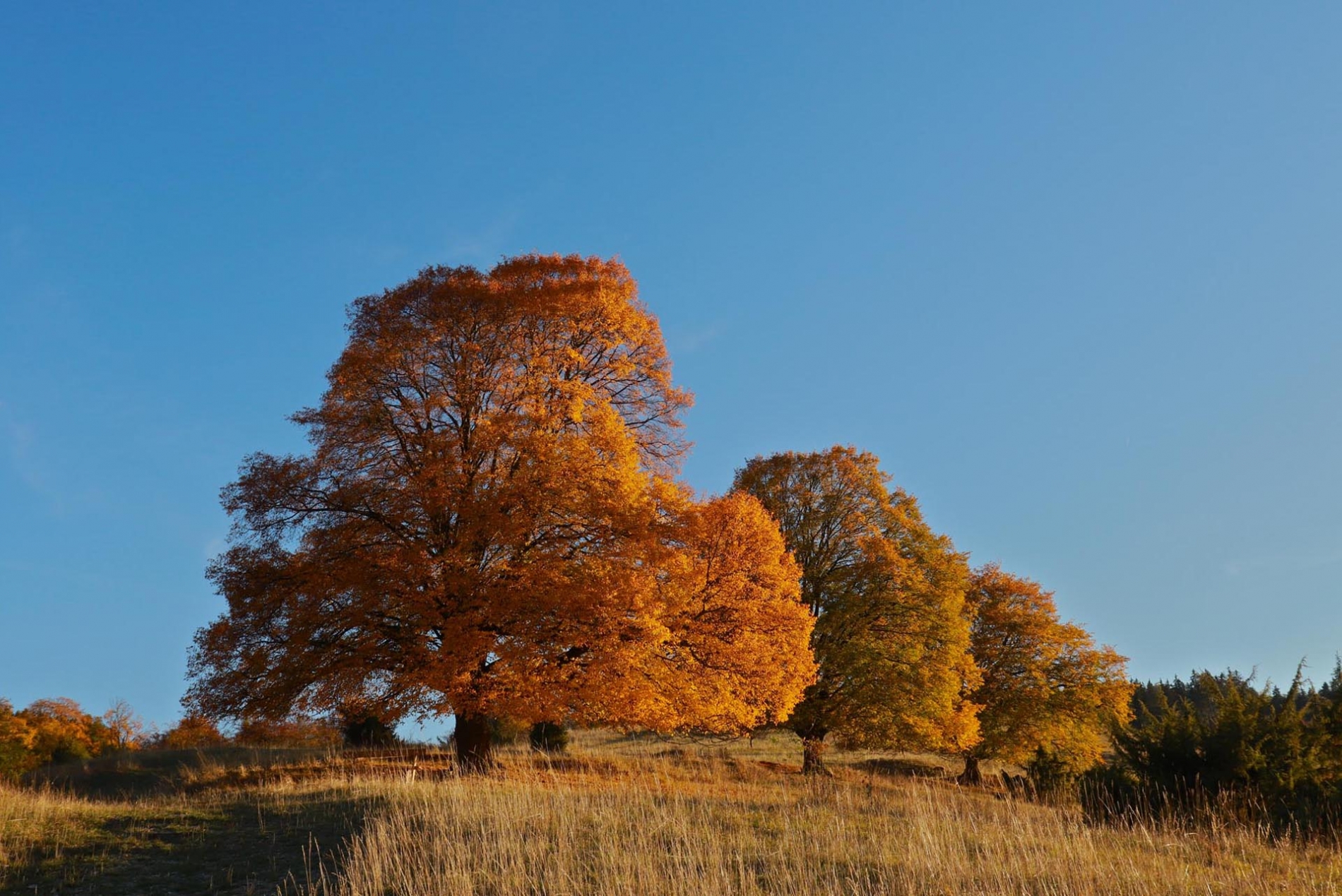 rhoen-linden_2970_20181220_1318296155