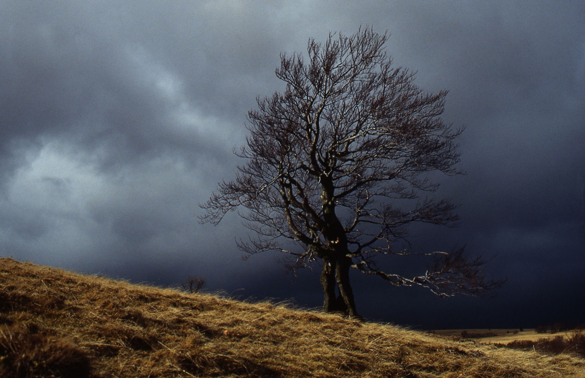 rhoen-rotbuche_0793_20181220_1573762281