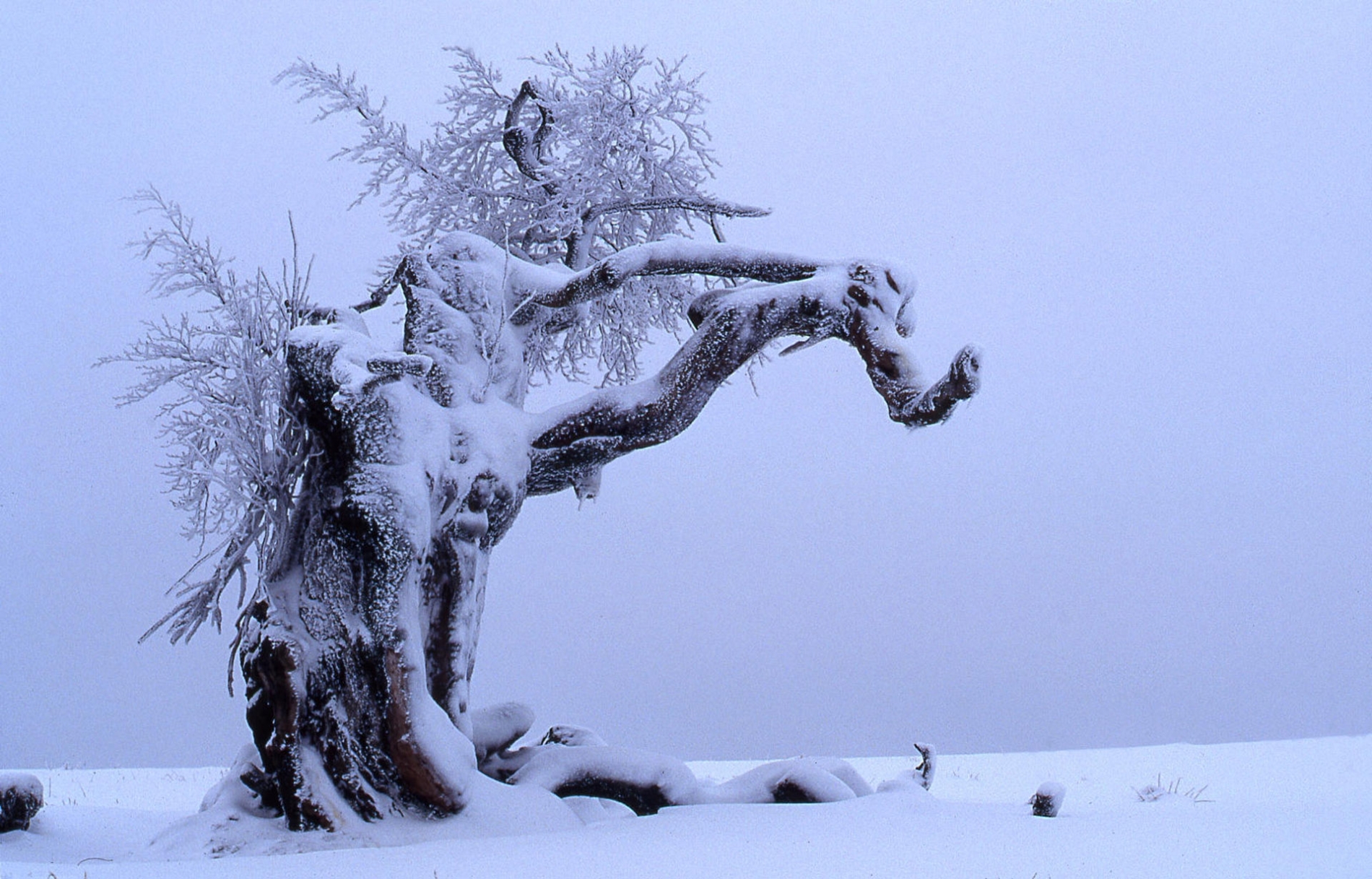 rhoen-rotbuche_0914_20181219_1167044078