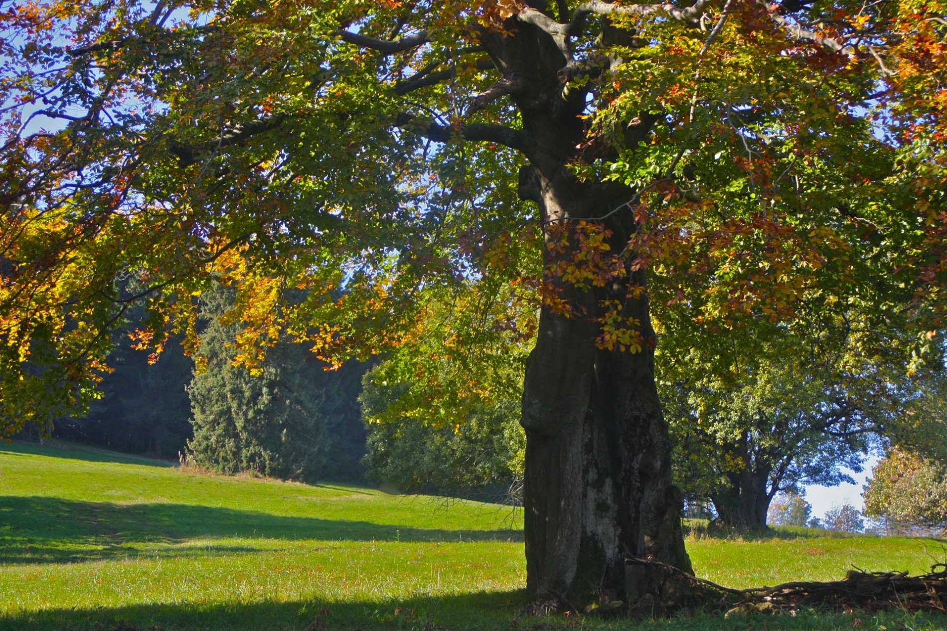 rhoen-rotbuche_1545_20181219_1163653513