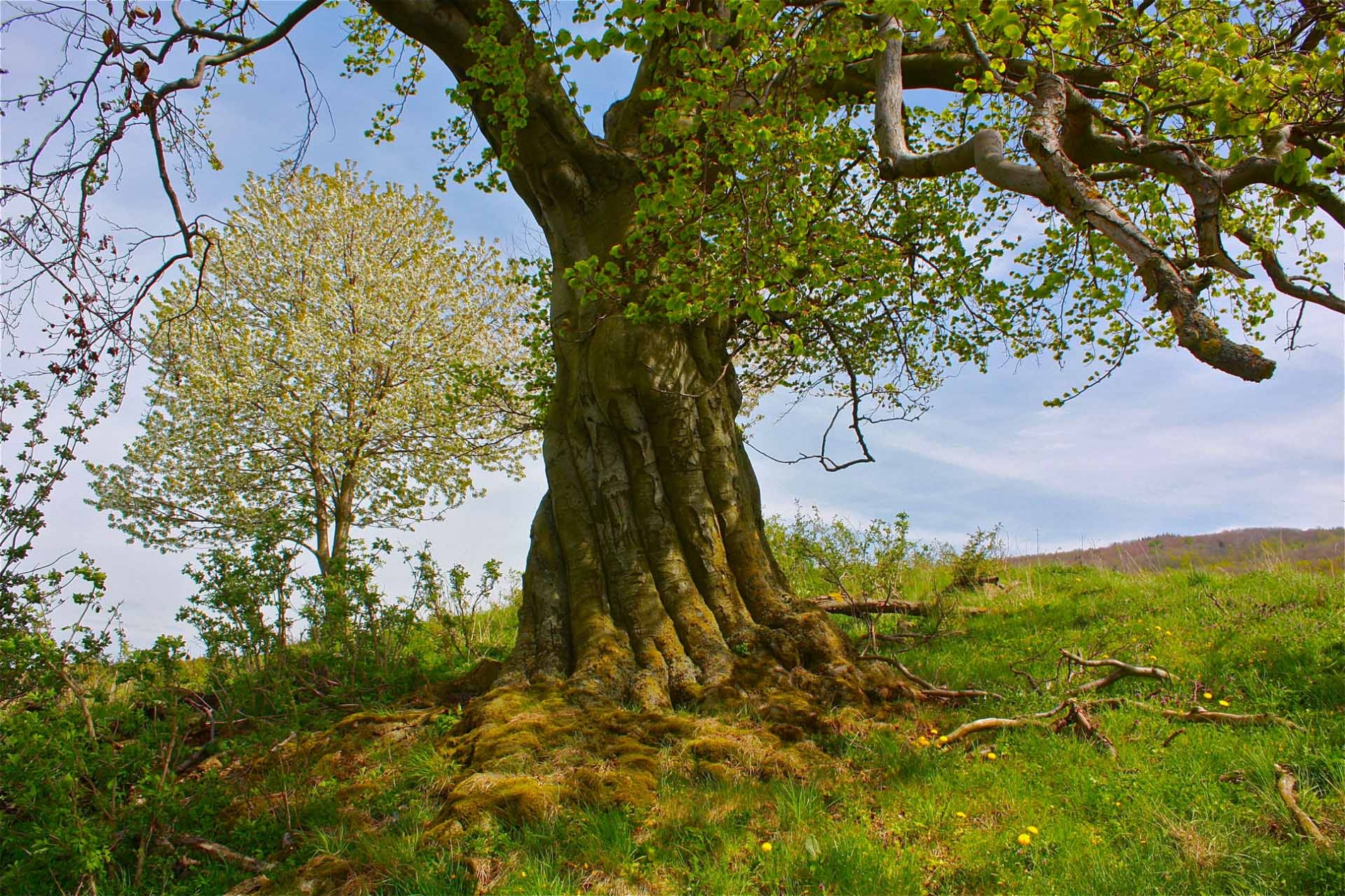 rhoen-rotbuche_2082_20181220_1699188986