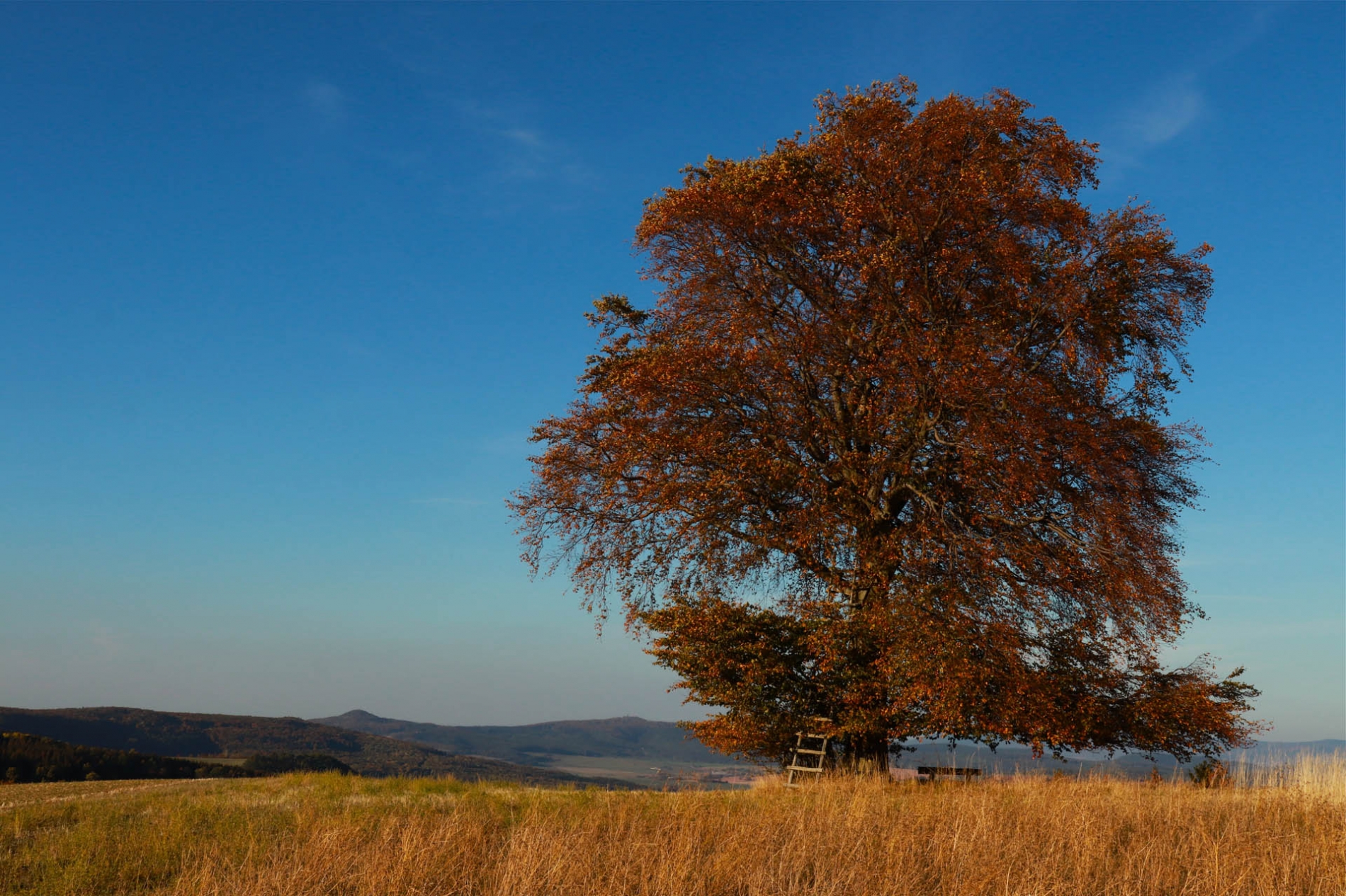 rhoen-rotbuche_2922_20181220_1686991588