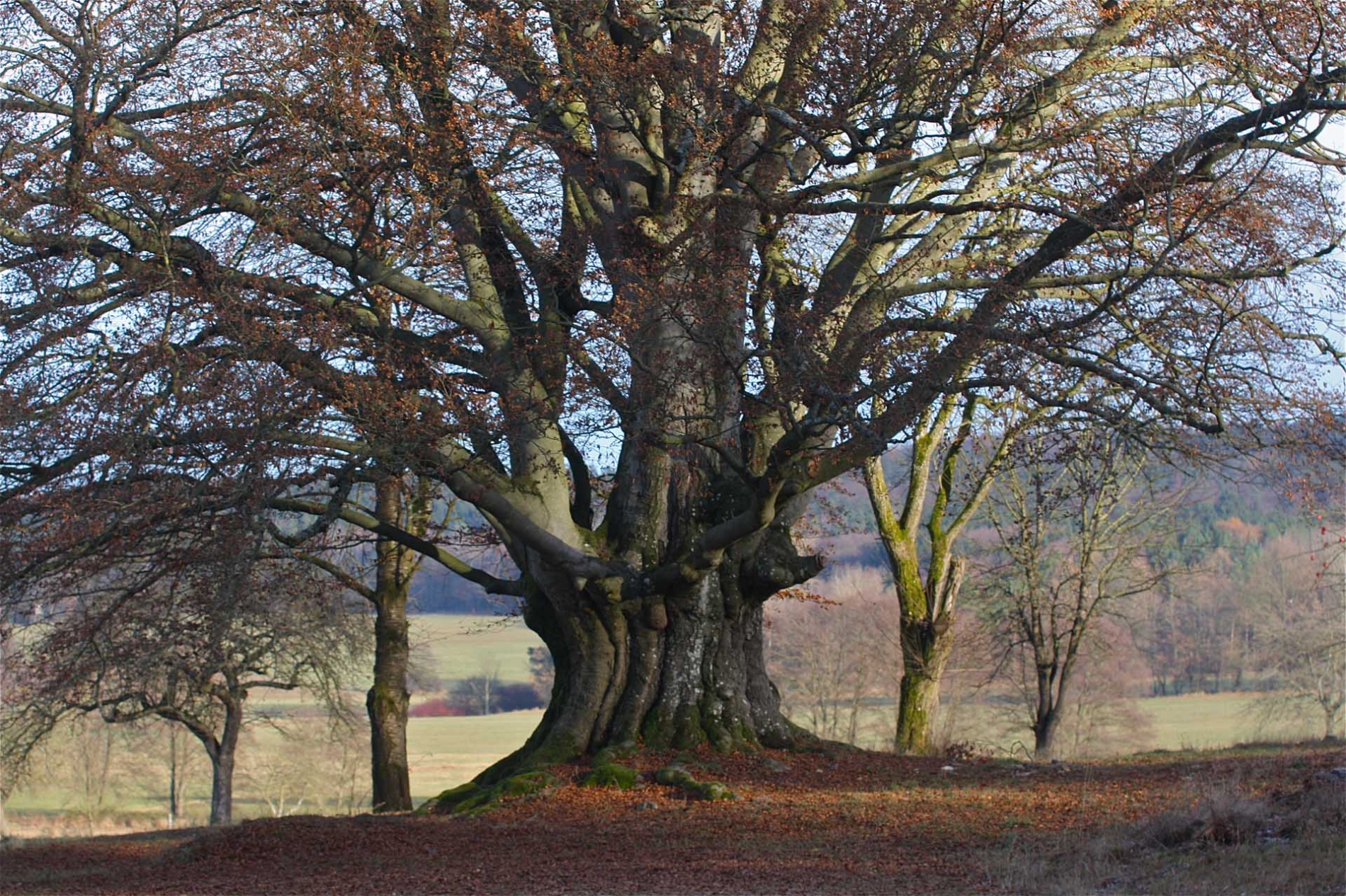 rhoen-rotbuche_3851_20181220_1087674360