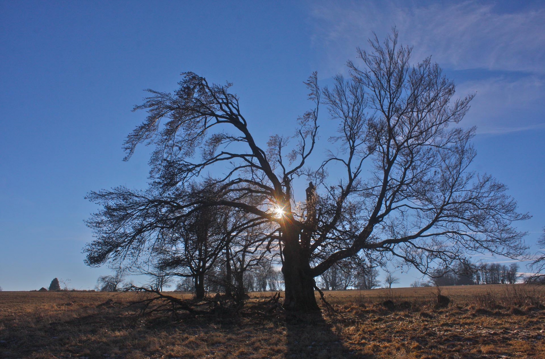 rhoen-rotbuche_4148_20181220_1910493652