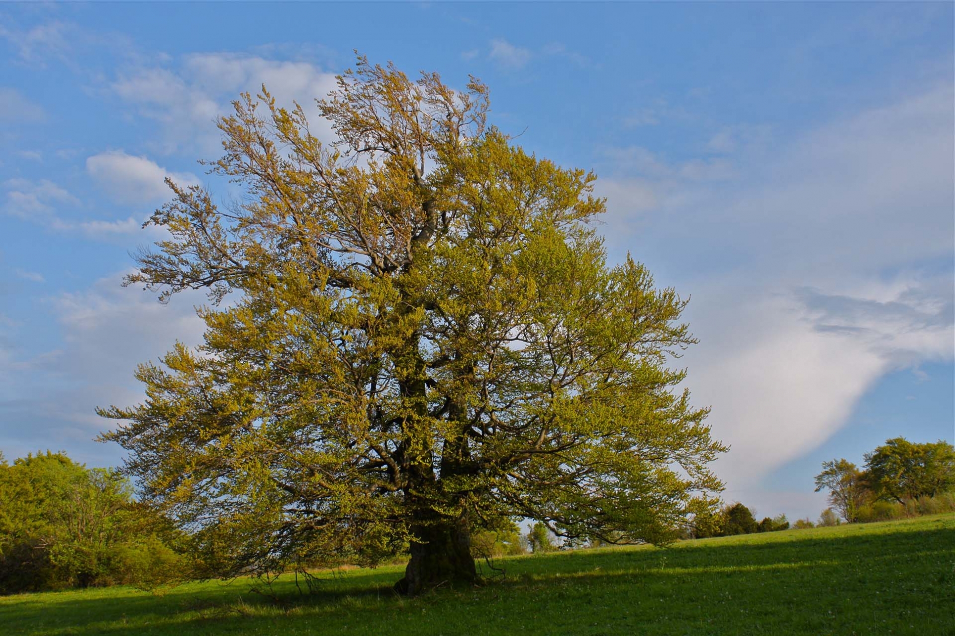 rhoen-rotbuche_5752_20181219_2045912915