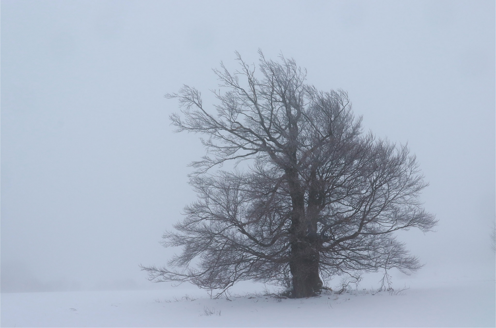 rhoen-rotbuche_6026_20181220_1986497107