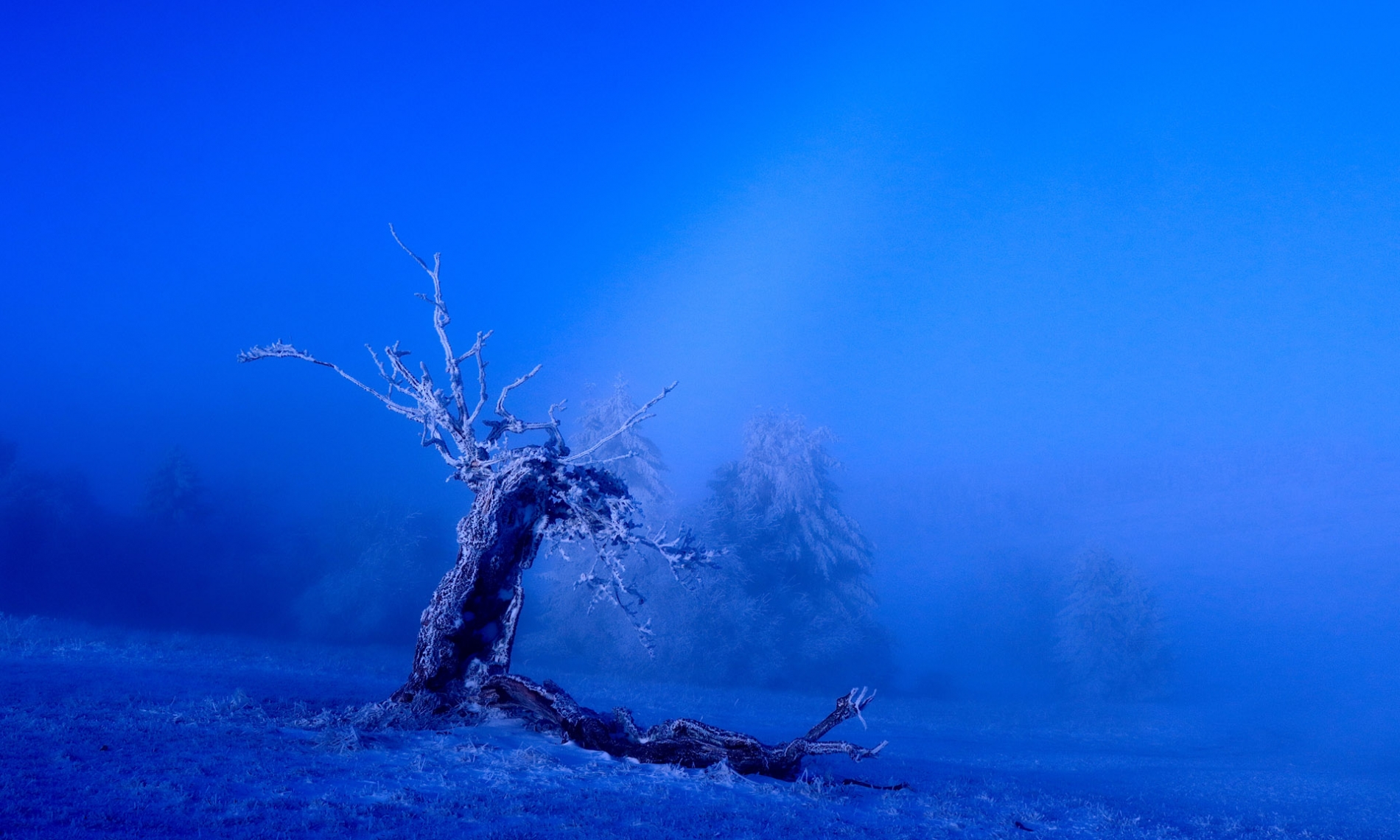 rhoen-rotbuche_6318_20181217_1466226735