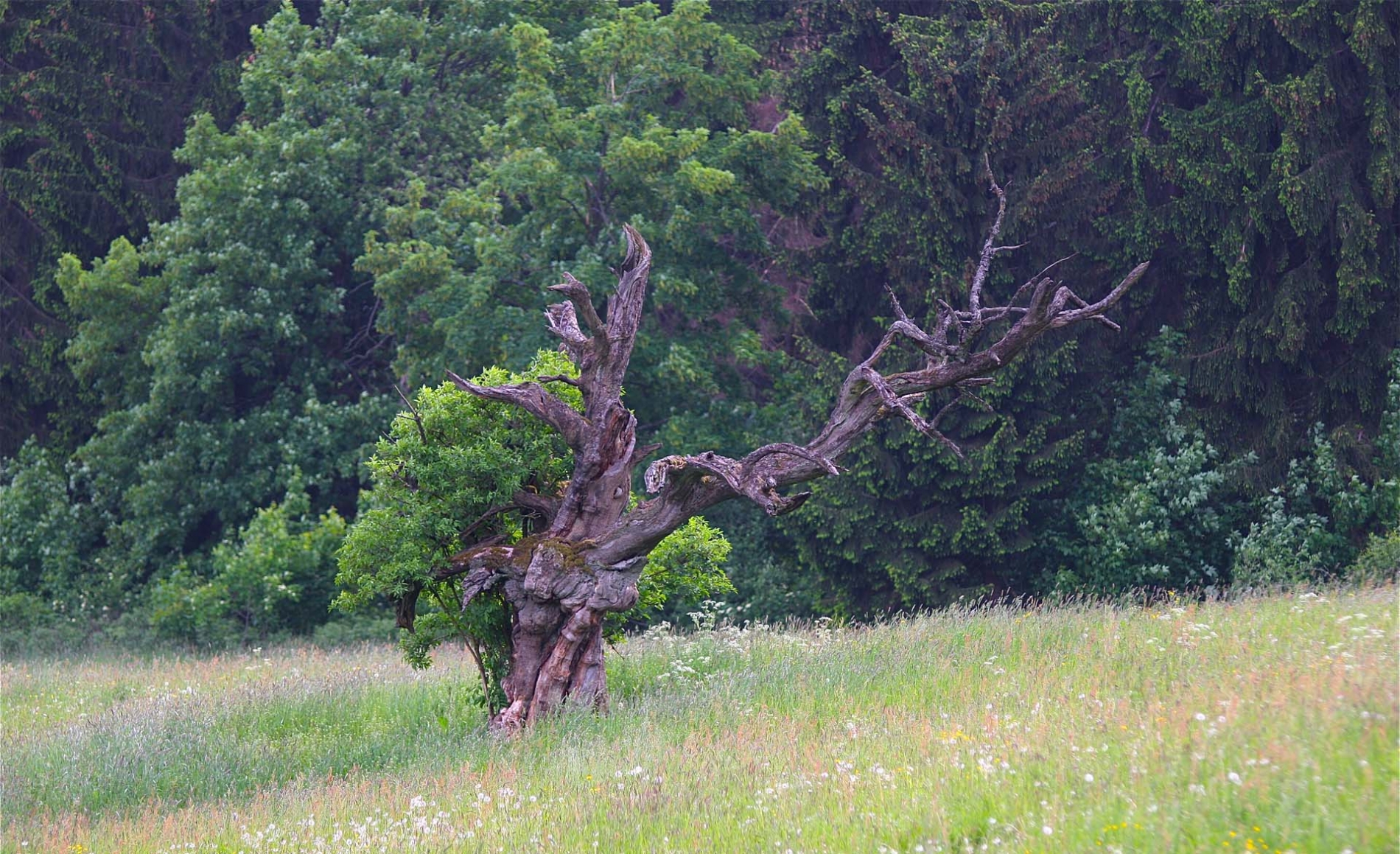 rhoen-rotbuche_6416_20181220_2063937053