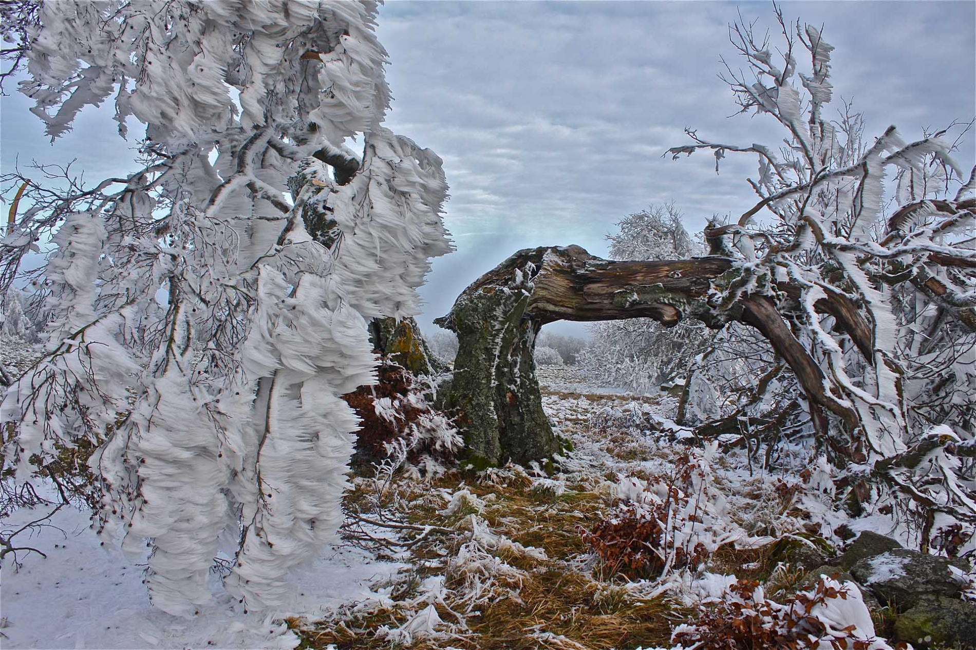 rhoen-rotbuche_6564_20181219_1039128544