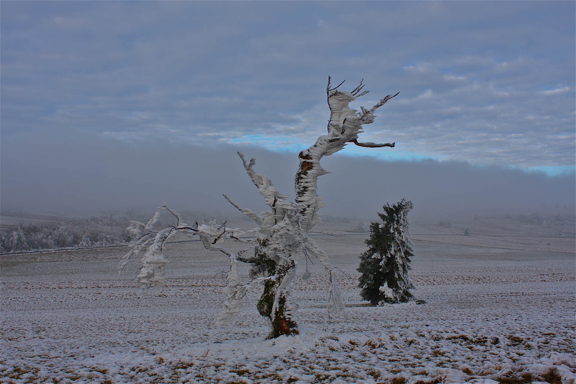 rhoen-rotbuche_6575_20181219_1626819562