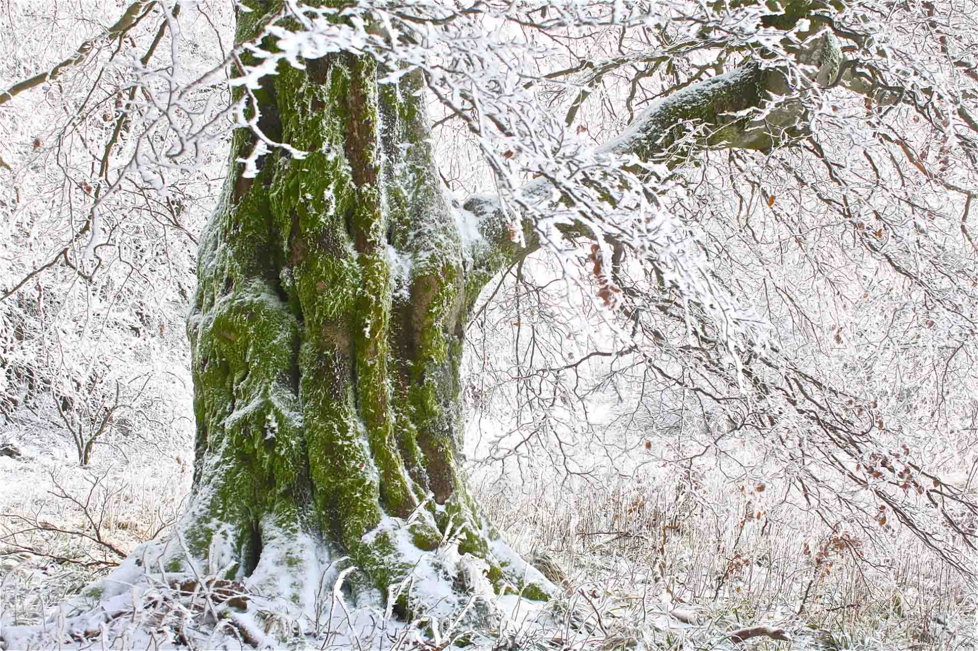 rhoen-rotbuche_6648_20181219_1569026826