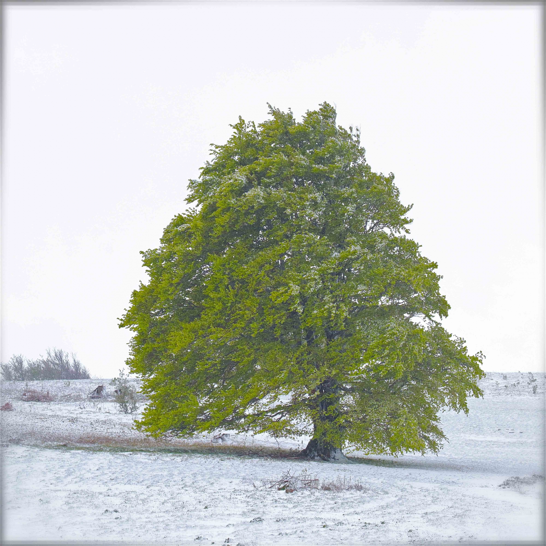 Rhoen-Rotbuche_7477_1