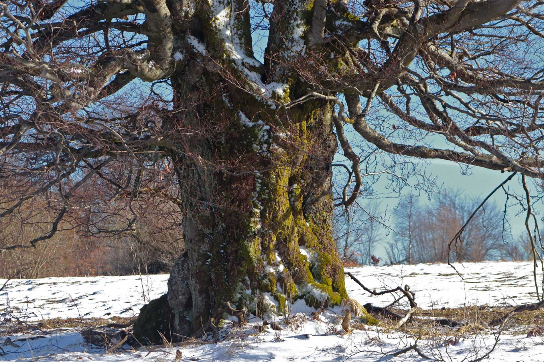 rhoen-rotbuche_7855_20181220_1955075767