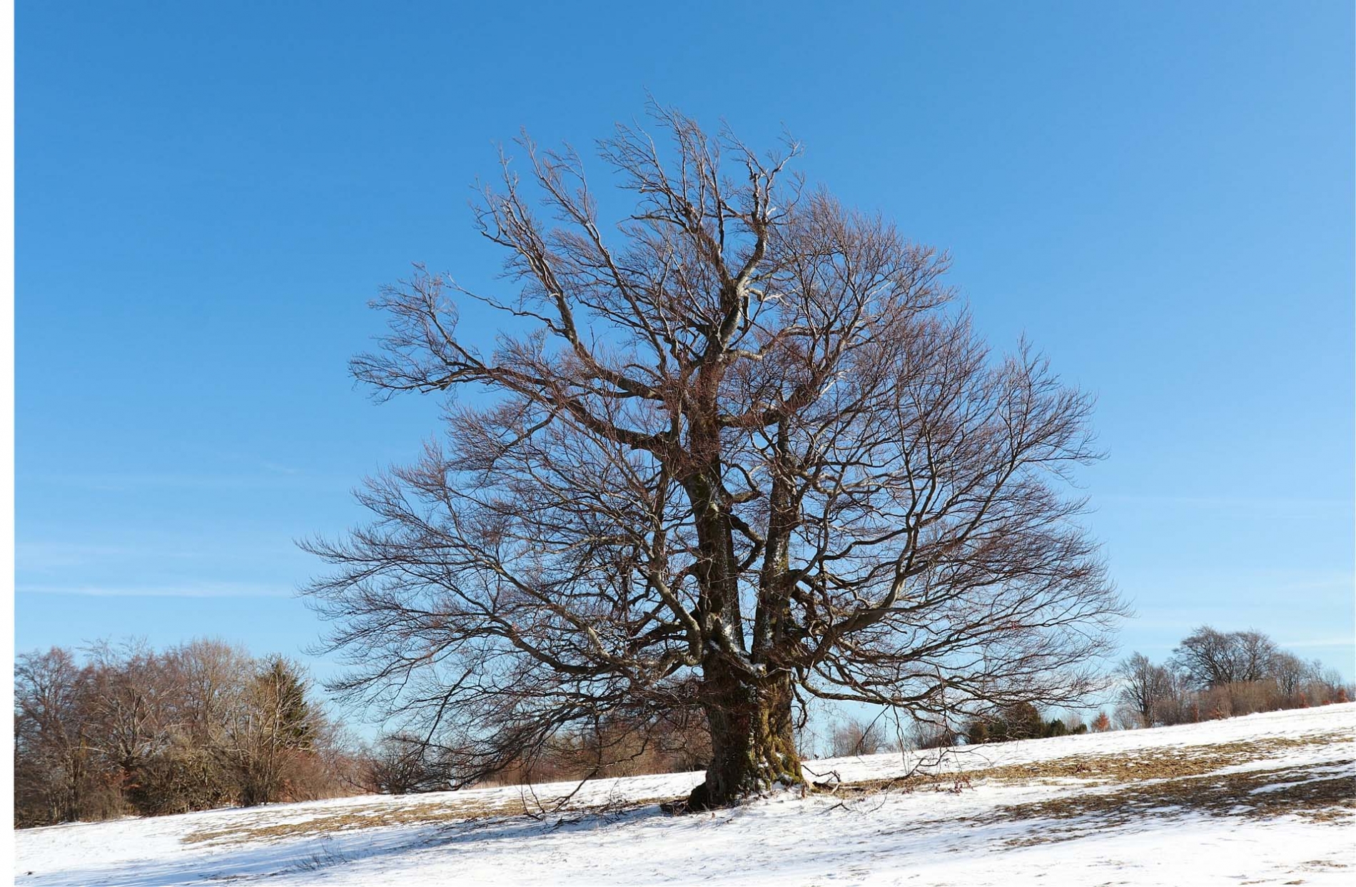 rhoen-rotbuche_7857_20181220_1536057473