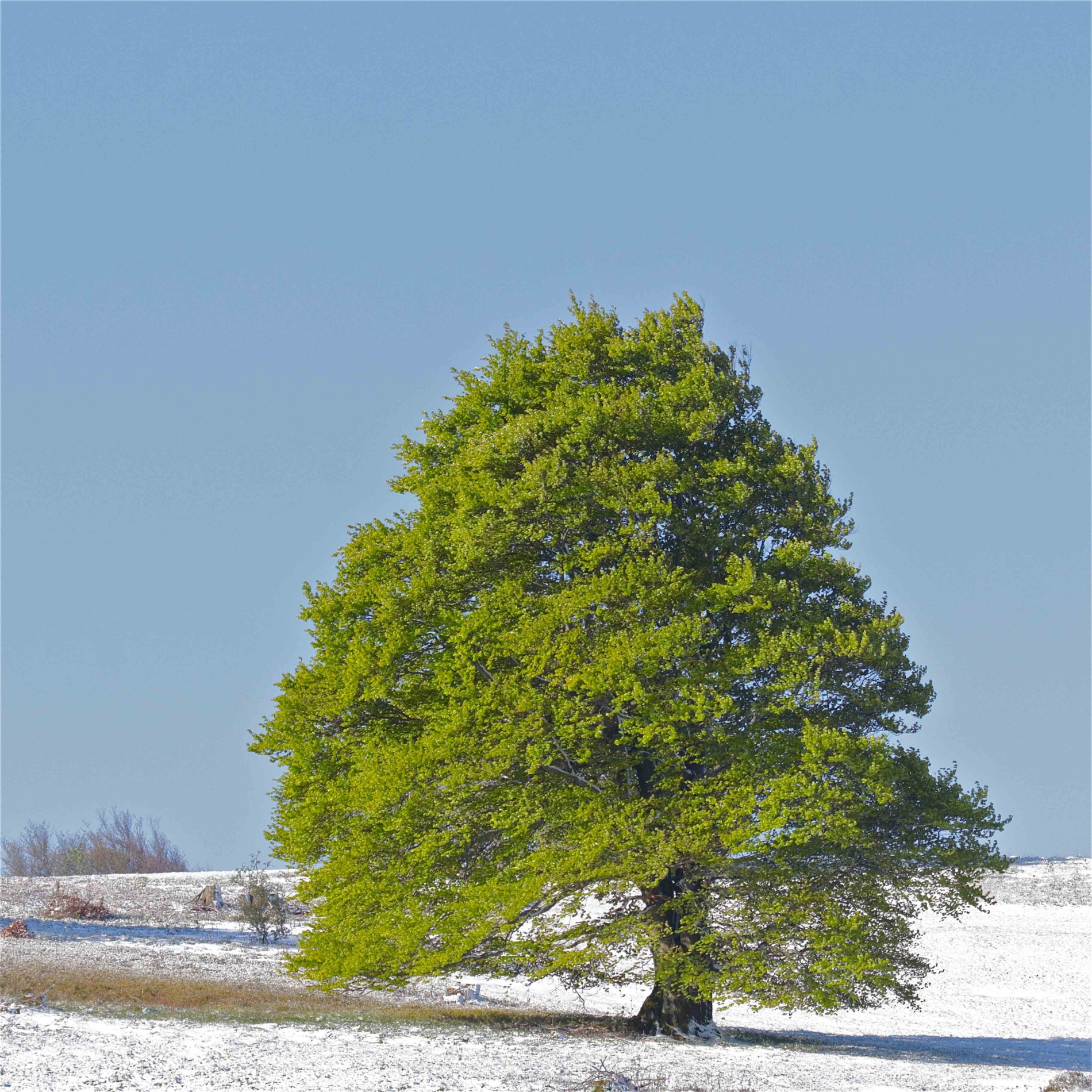 Rhoen-Rotbuche_8167_1