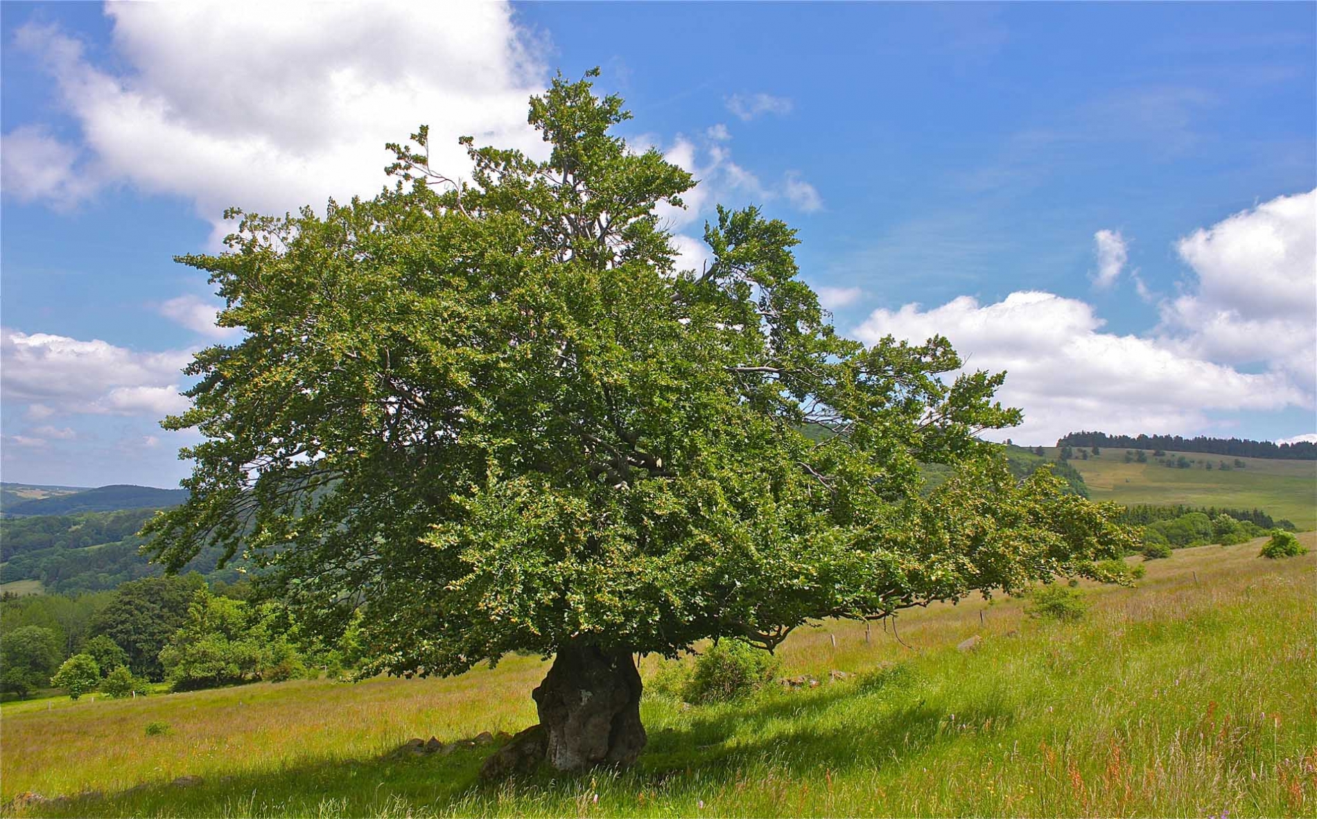 rhoen-rotbuche_9341_20181220_1838932111