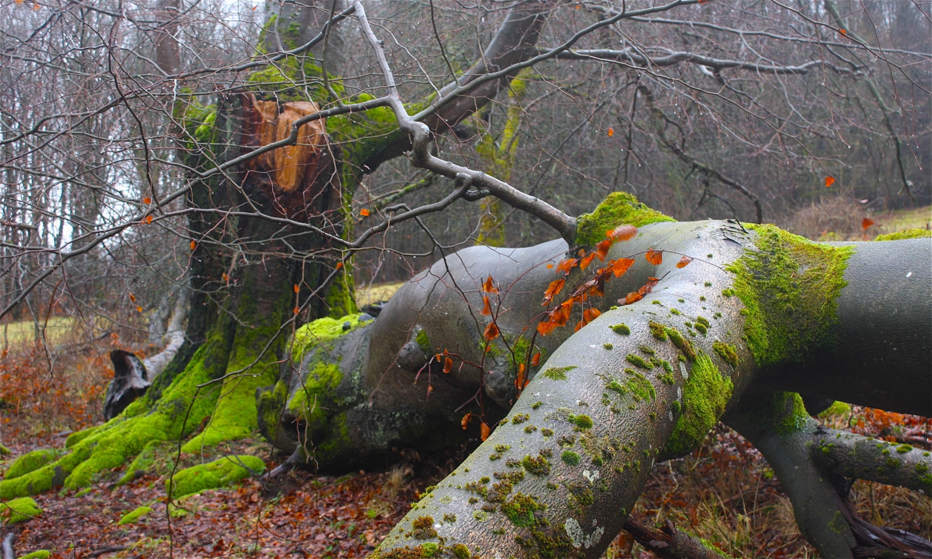 rhoen-rotbuche_9385_20181219_1428962265