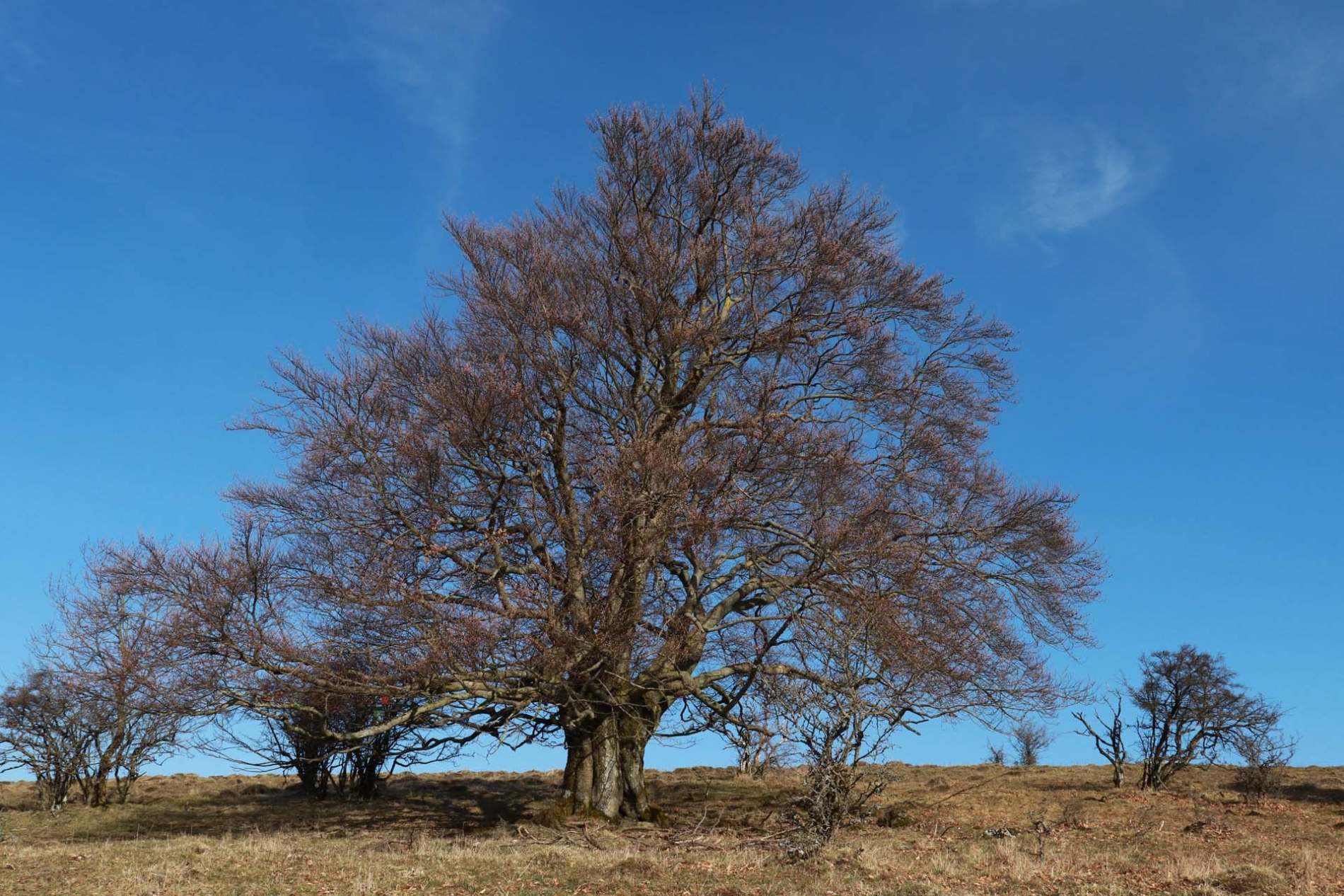 rhoen-rotbuche_9534_20181220_1050030148