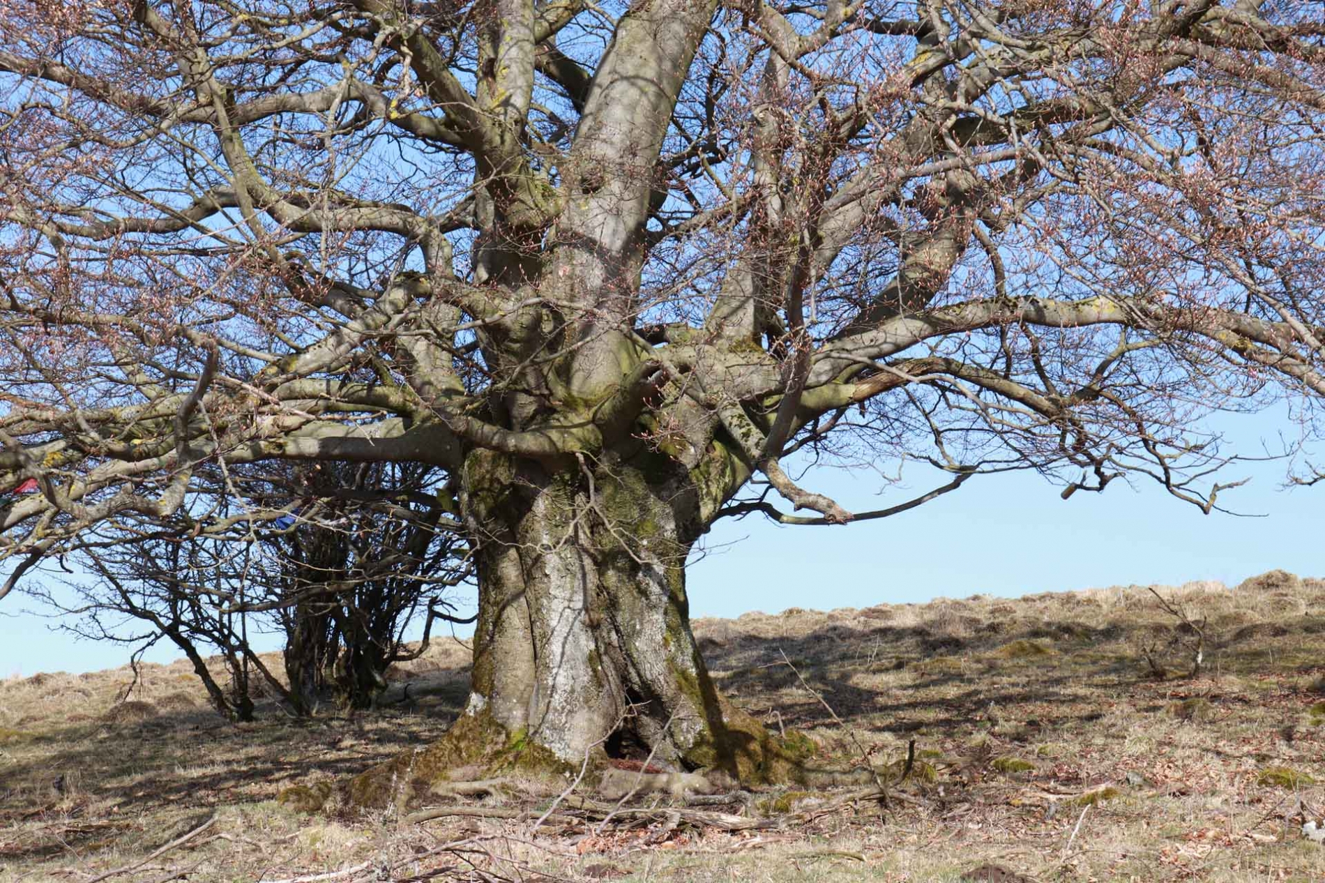 rhoen-rotbuche_9540_20181220_1284515768