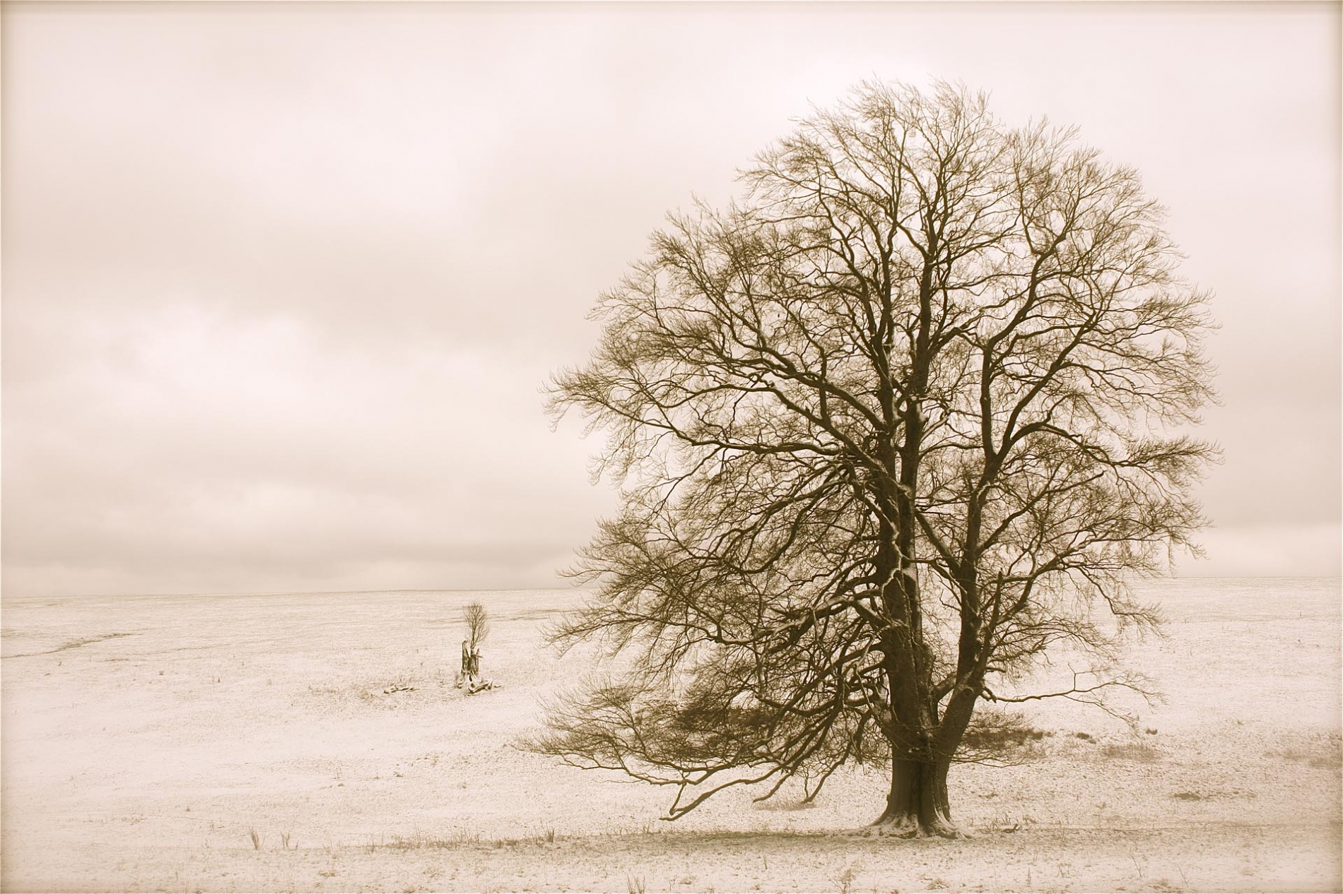 rhoen-rotbuche_9566_20181219_1195128707