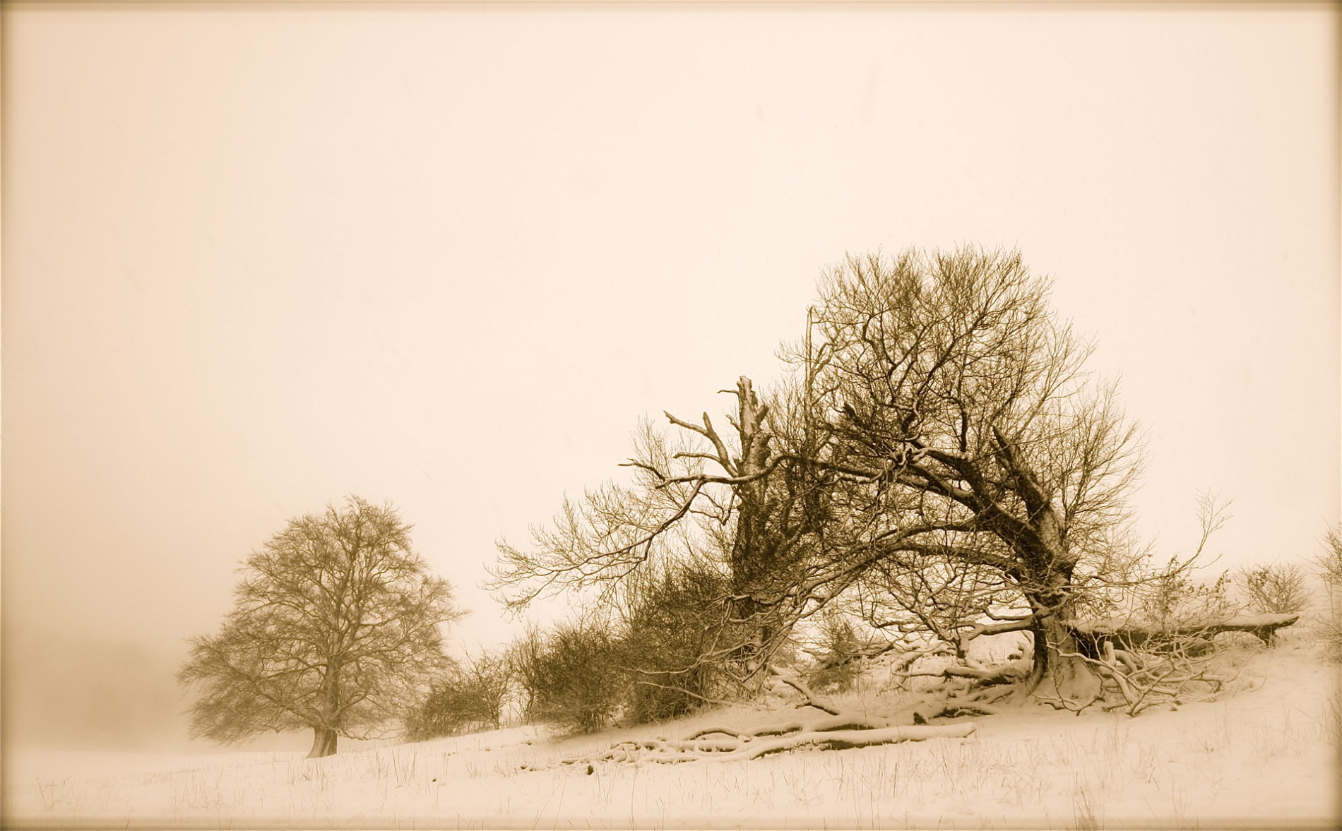 rhoen-rotbuche_9964_20181219_1229741414