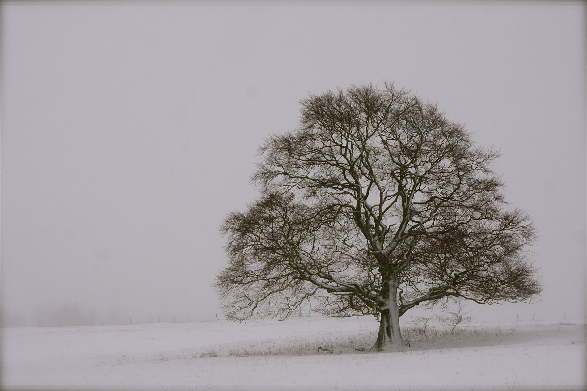 rhoen-rotbuche_9998_20181219_1007150577