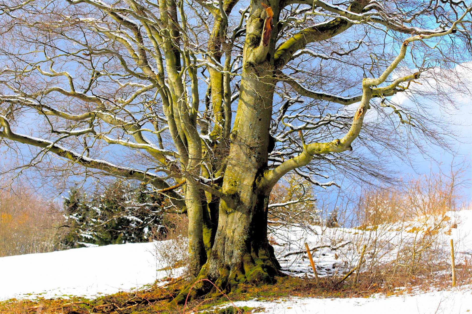 rhoen-rotbuchen_0263_20181219_1336681309