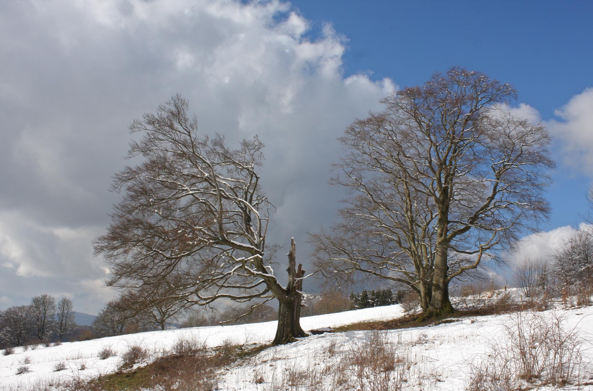 rhoen-rotbuchen_0270_20181219_1901314833