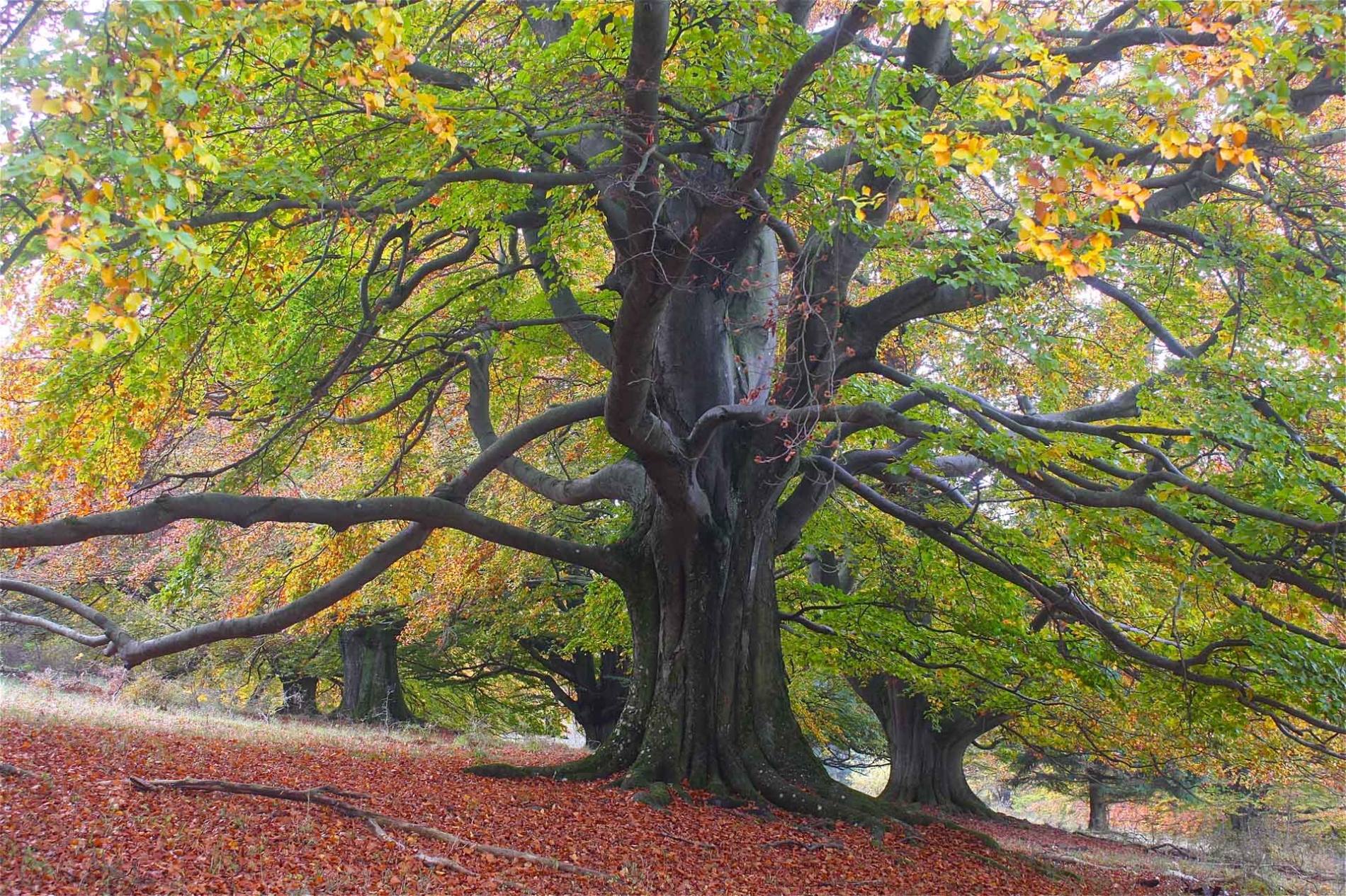 rhoen-rotbuchen_3214_20181220_1787482621